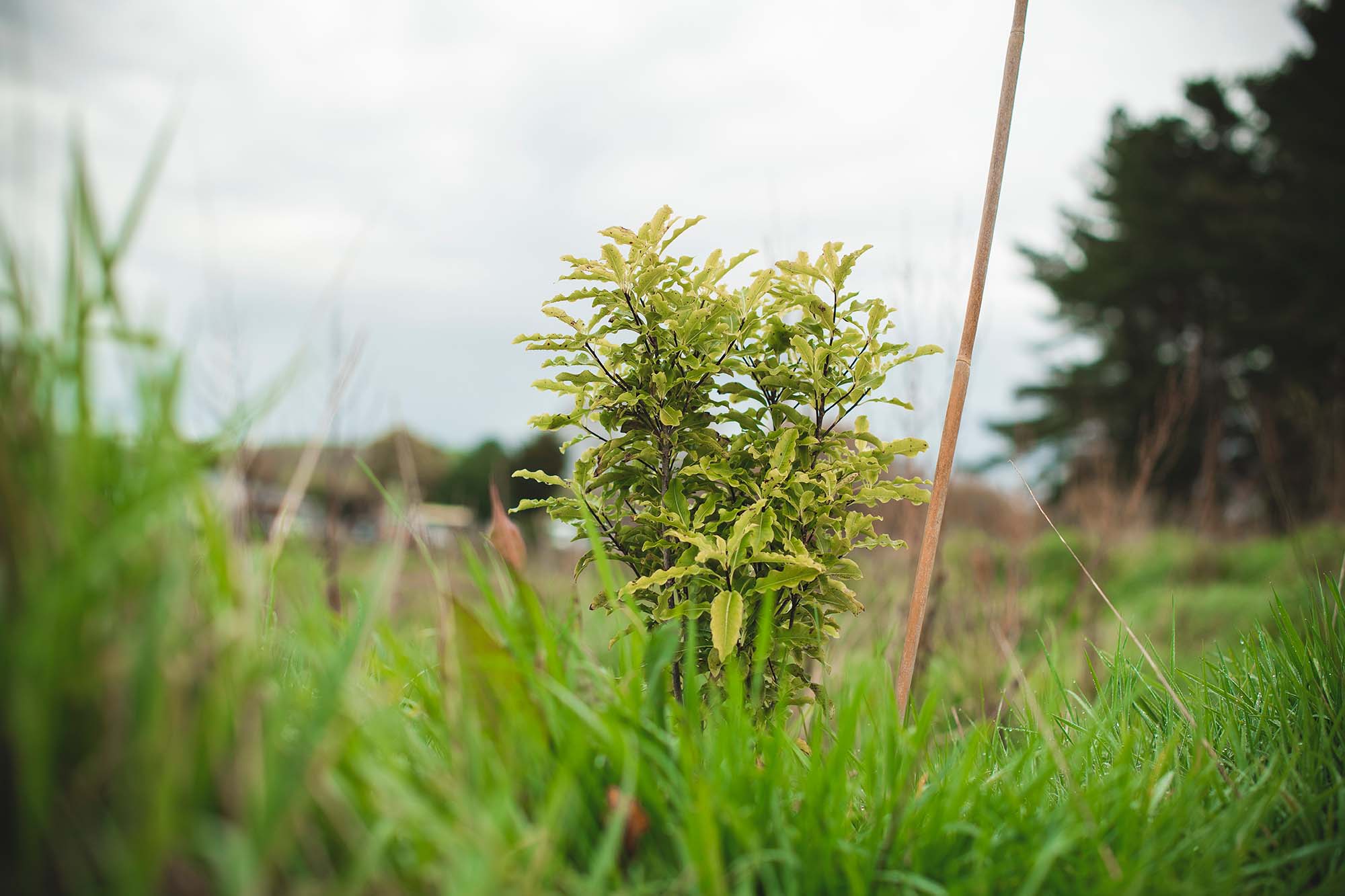 Close-up of a seedling planted amidst green grass