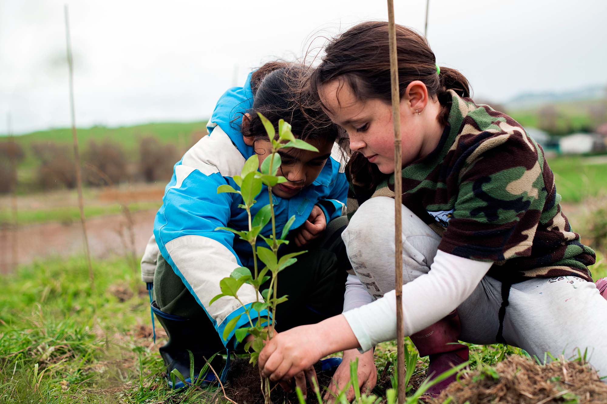 Two children planting a young tree