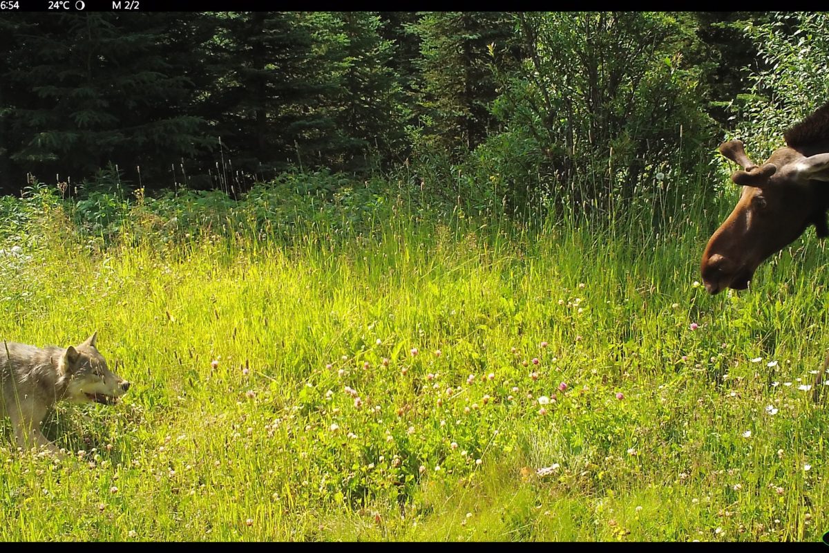 A wolf and moose facing each other in a meadow with trees in the background