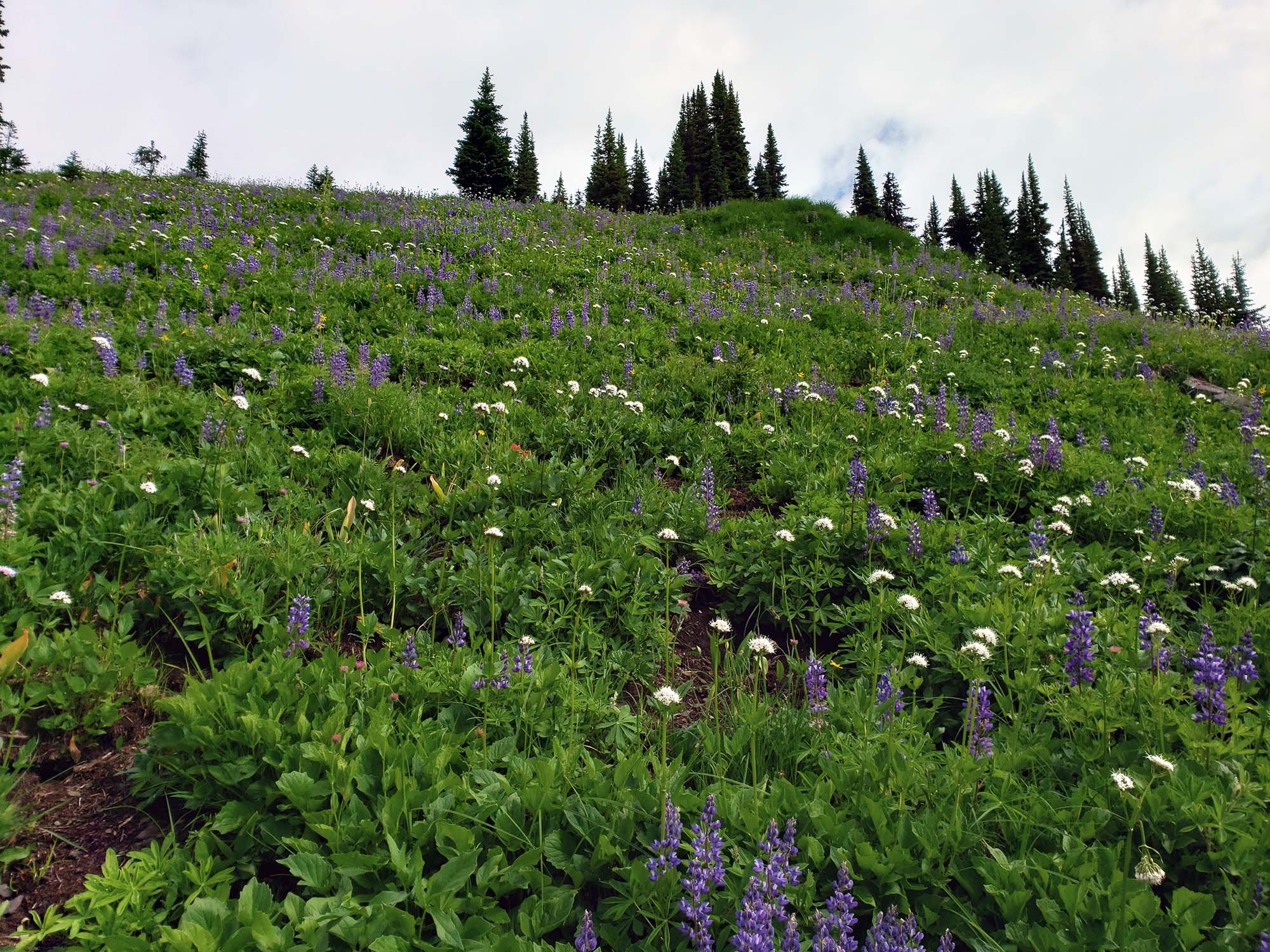 A meadow on the slope of a hill, with white and purple flowers