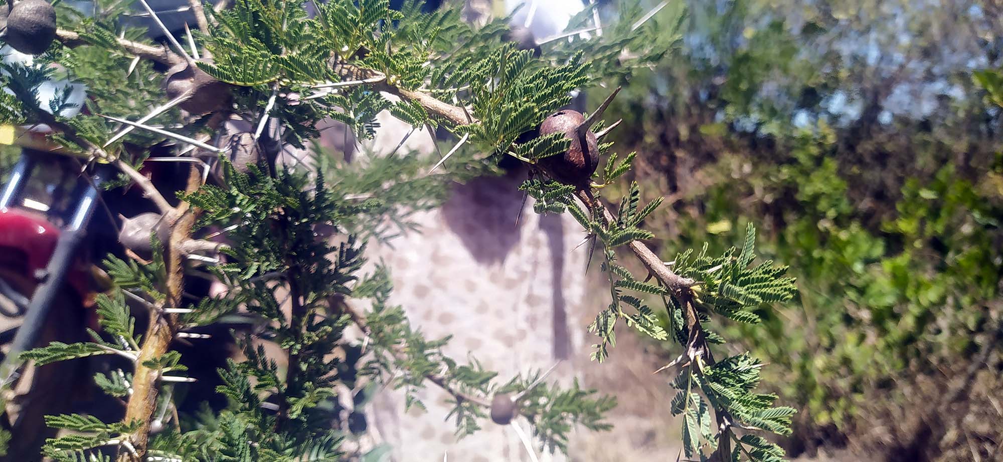 Close-up of a tree