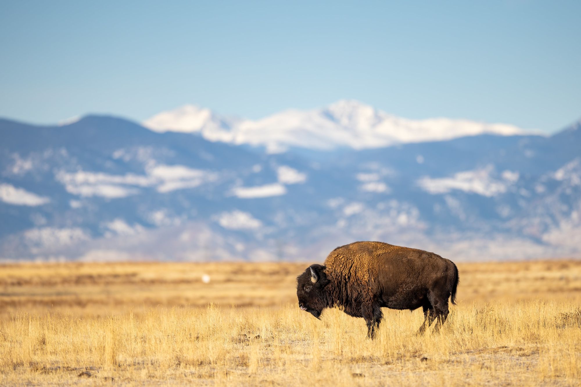 A bison grazing on golden grass with snow-capped mountains in the background