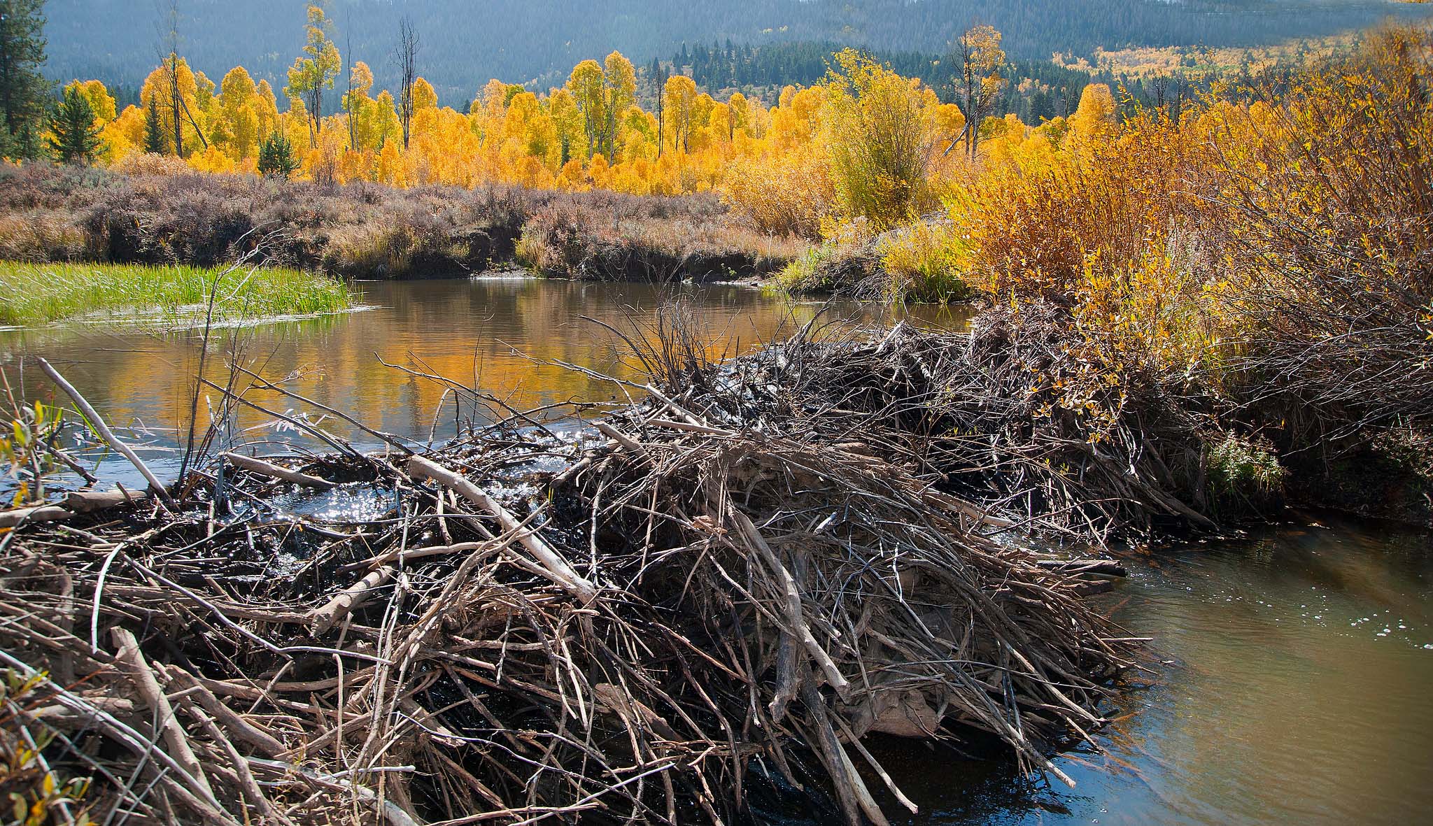 A beaver dam and pond with yellow trees in the background