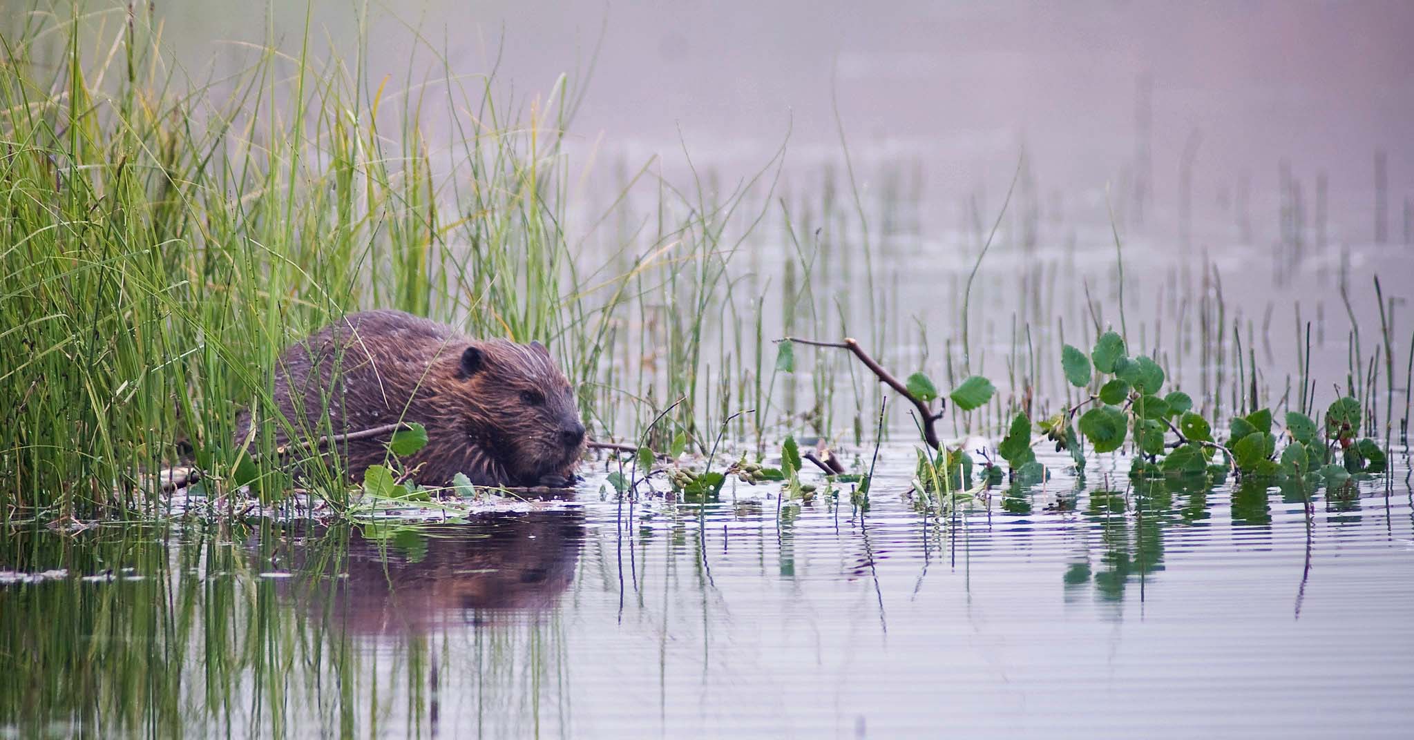 A beaver amongst grass in a pond, holding and nibbling at something
