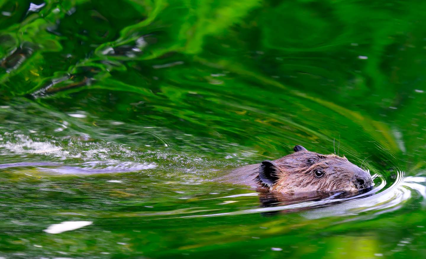 A beaver swimming in water reflecting green