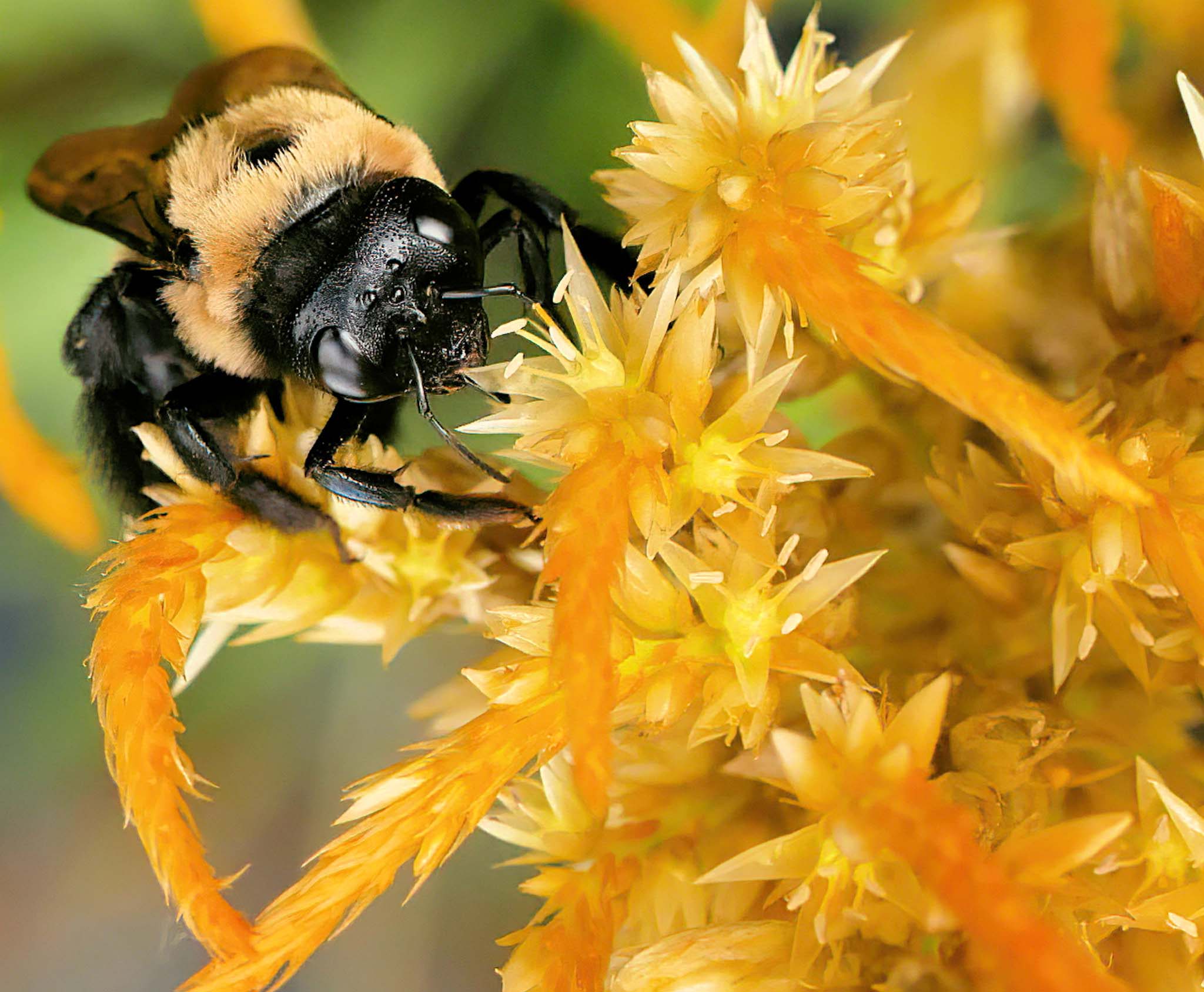 Close-up of a bee on yellow and orange flowers