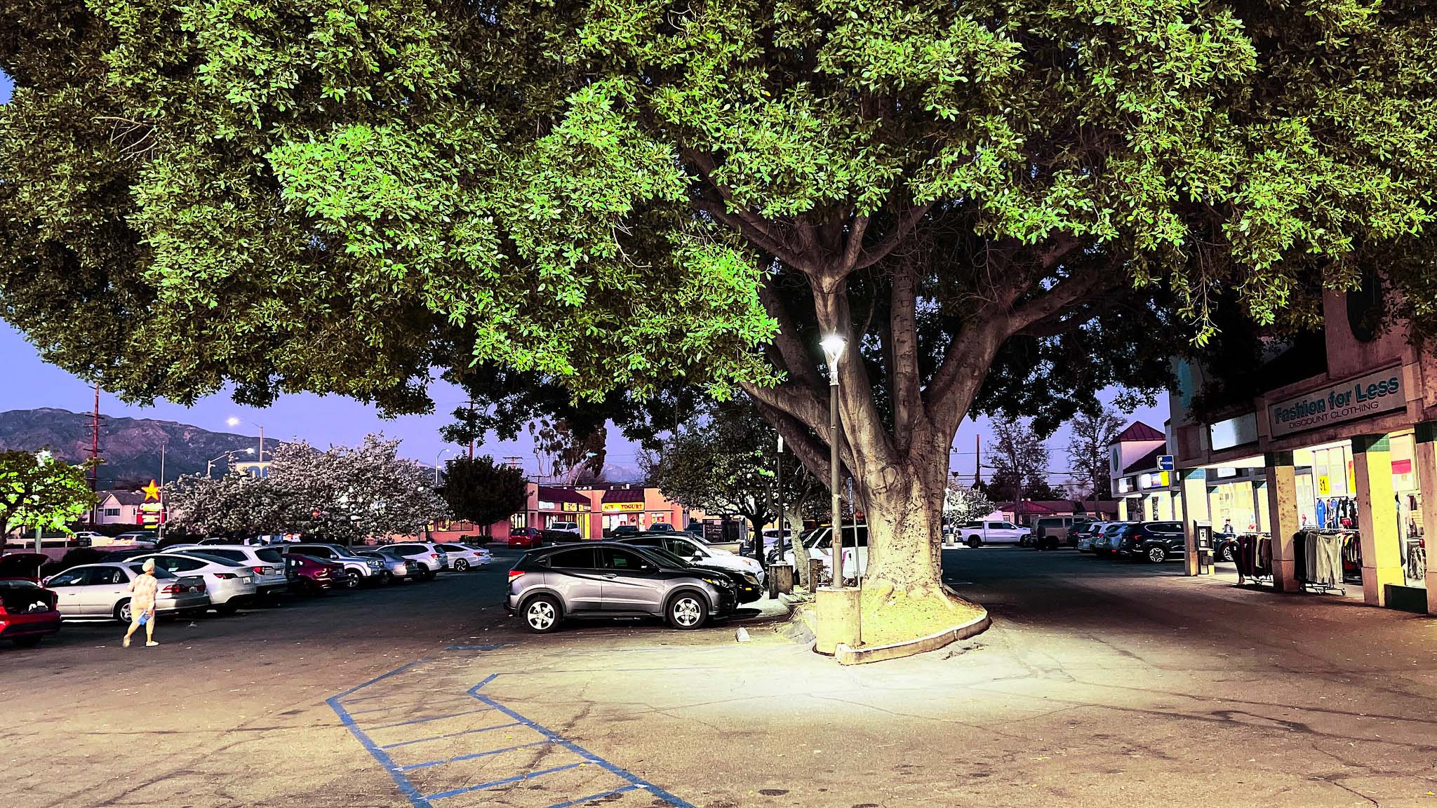 A large tree amidst a parking lot, cars and shops