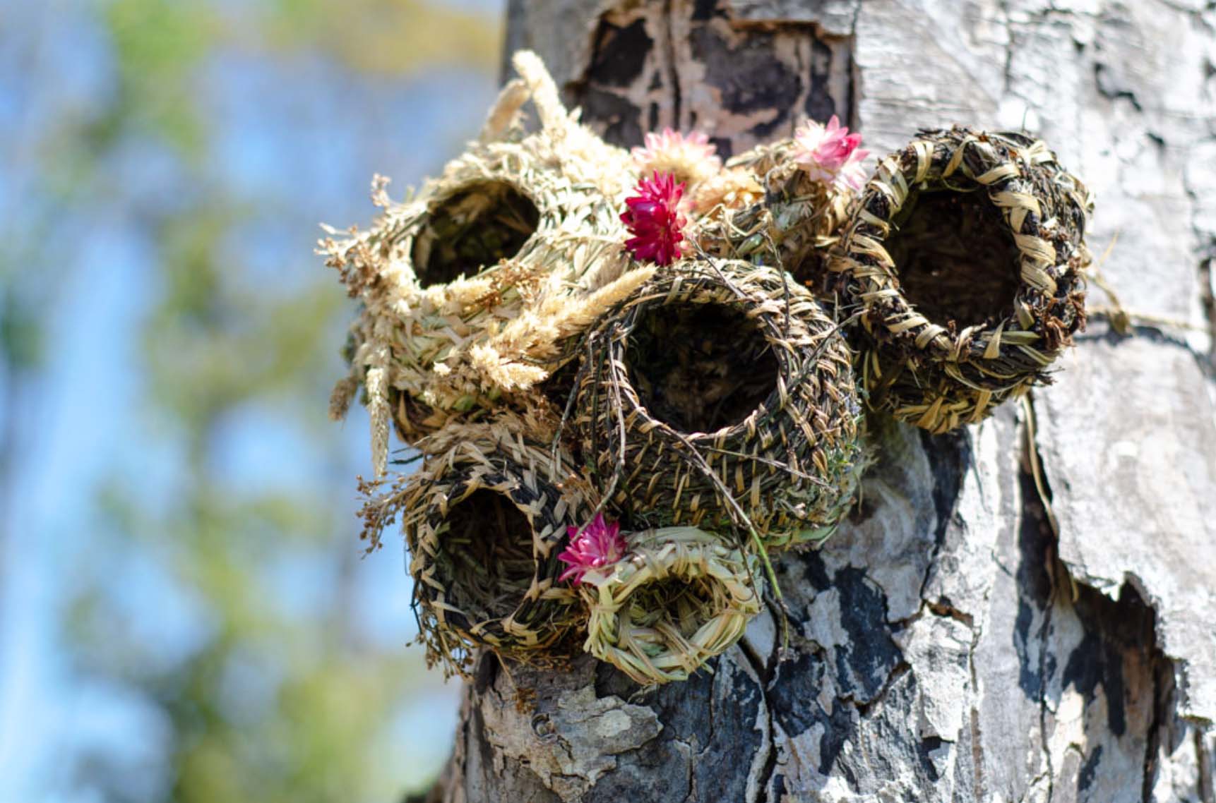 A cluster of woven baskets attached to a tree trunk