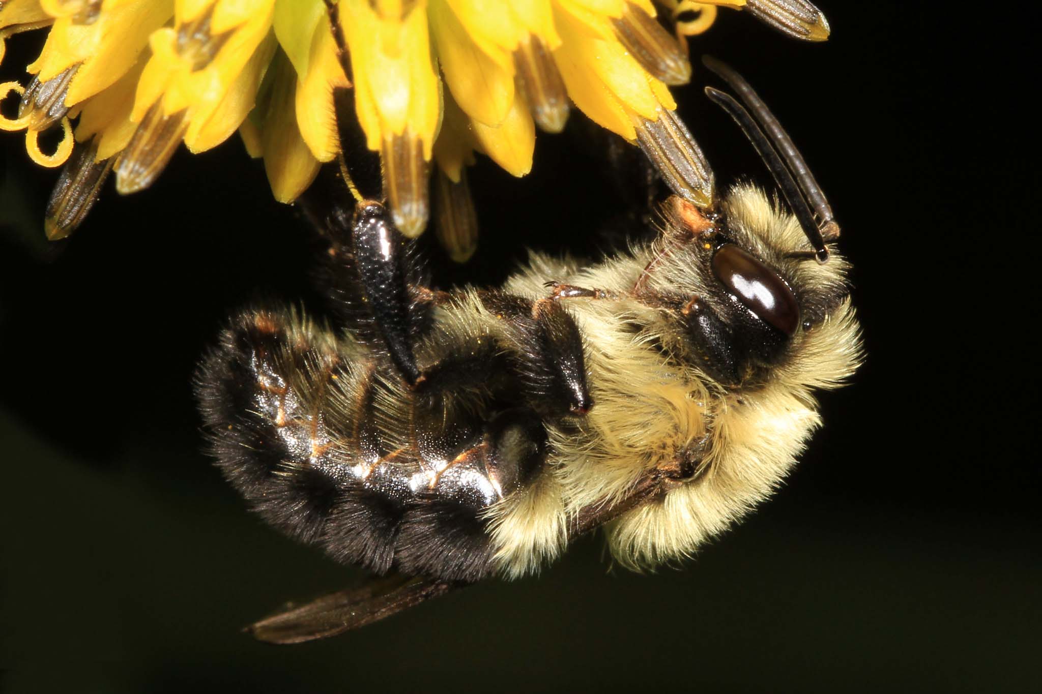 Close-up of a bumblebee hanging upside down from a flower