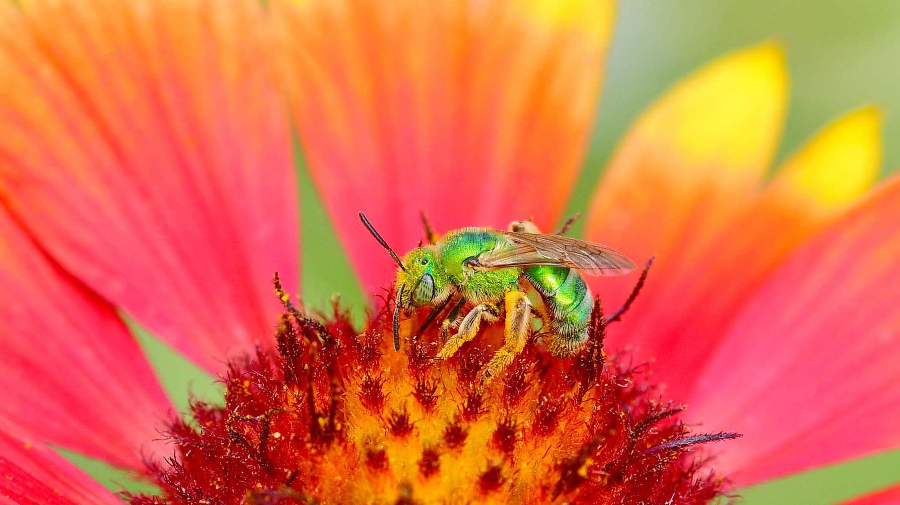 Close-up of a metallic green bee on a flower
