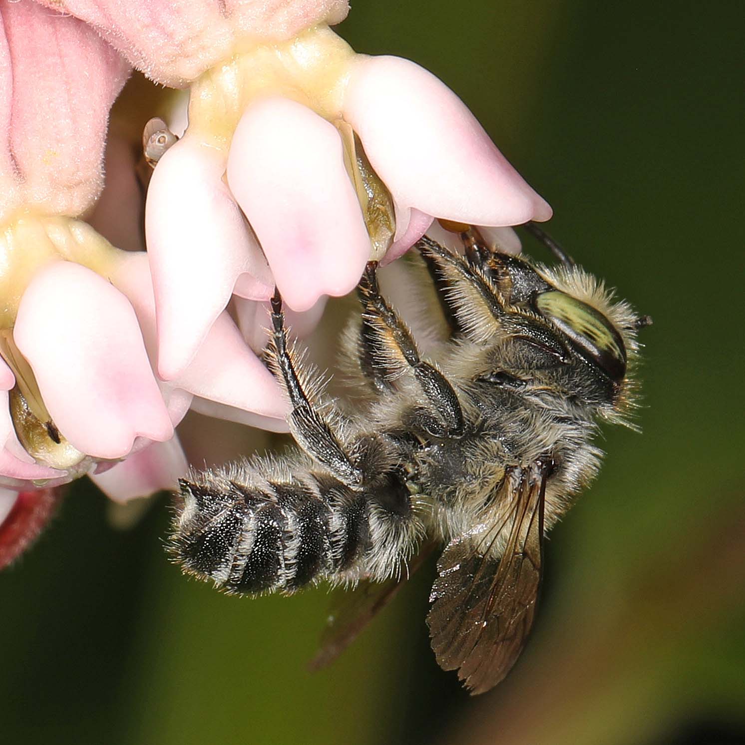 Close-up of a bee on a pink flower