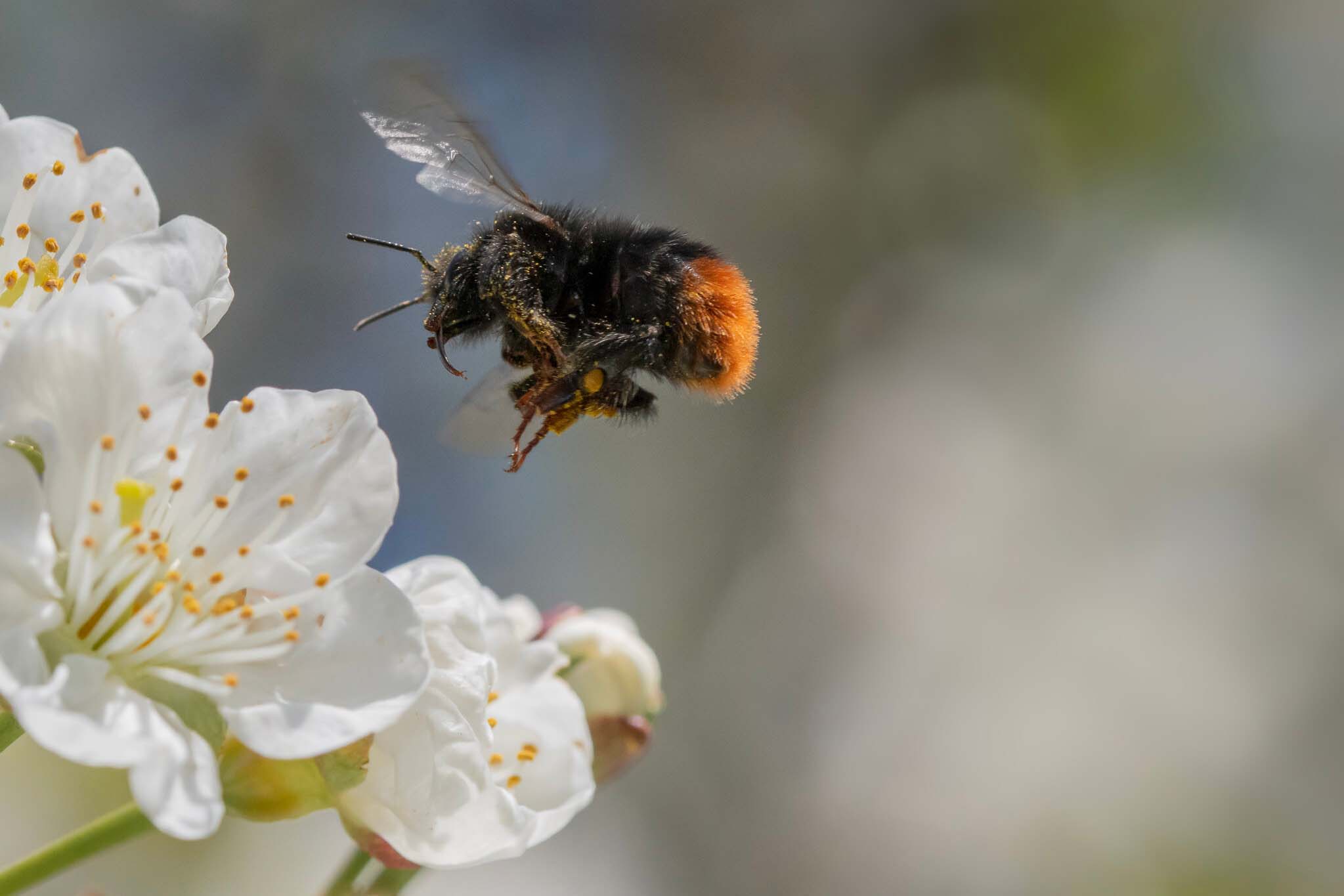 Close-up of a bumblebee flying toward white flowers