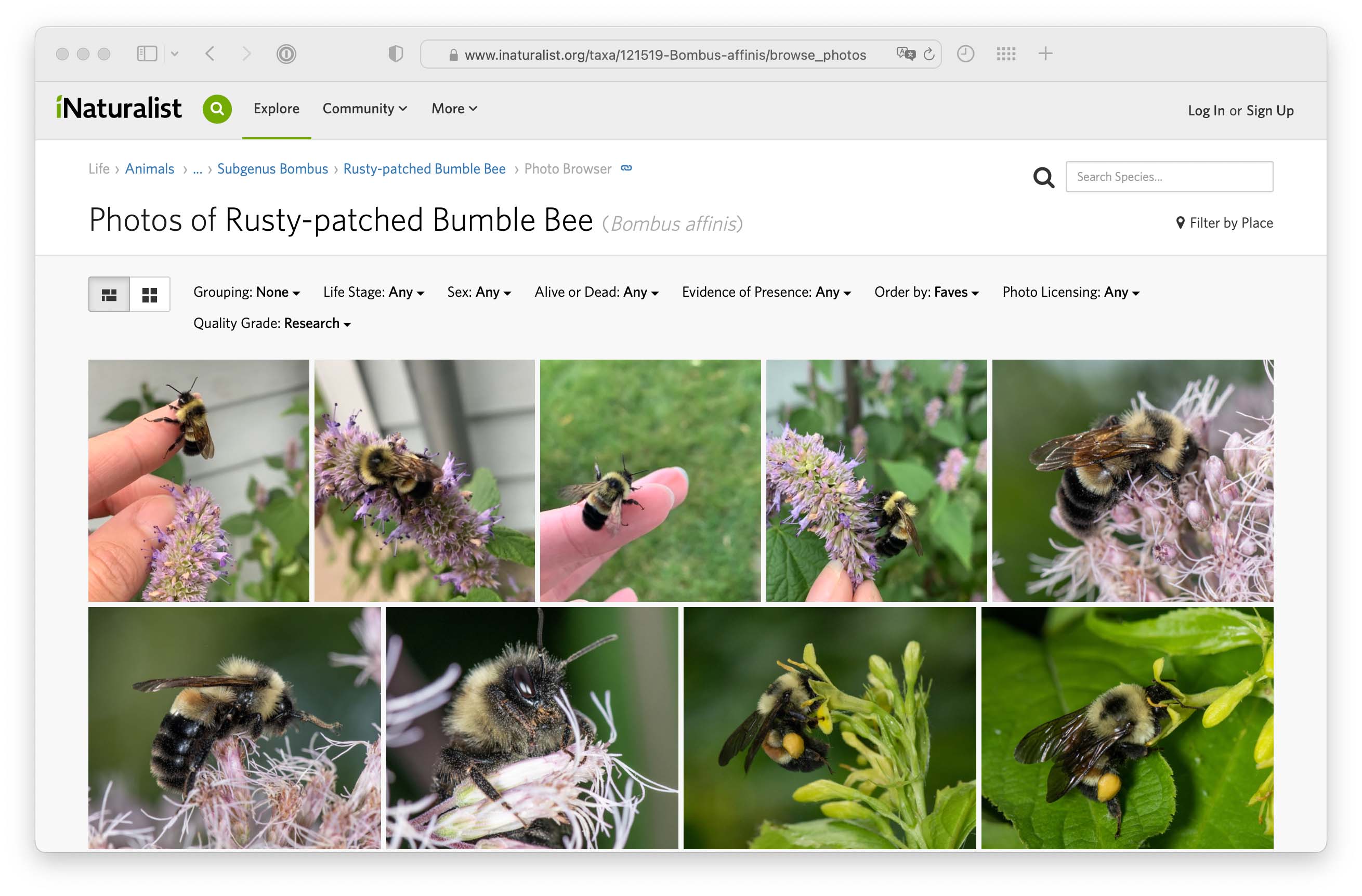 A screenshot of the website iNaturalist with images of the rusty-patched bumblebee