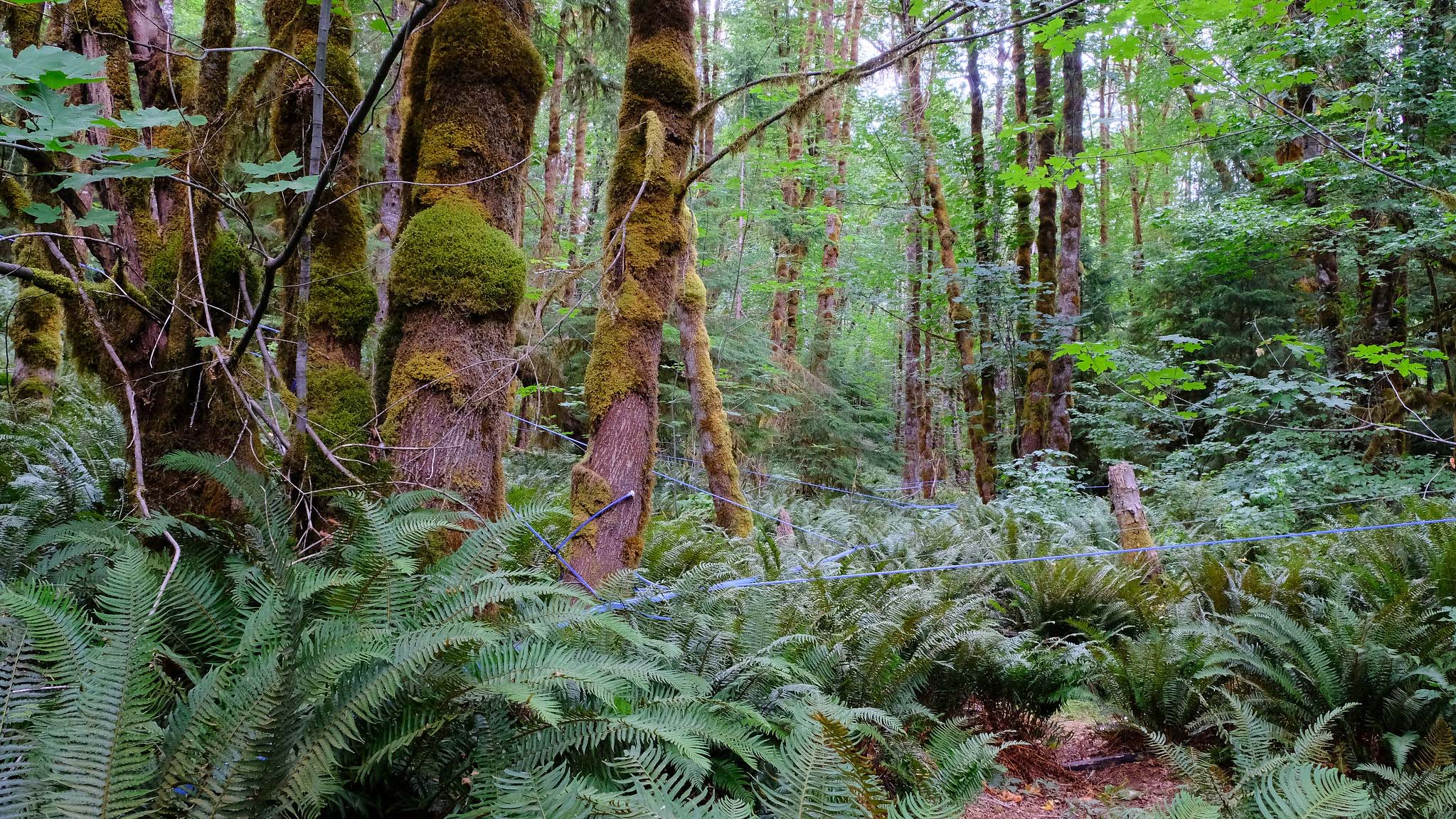 Forest, moss-covered trees, and ferns on the forest floor