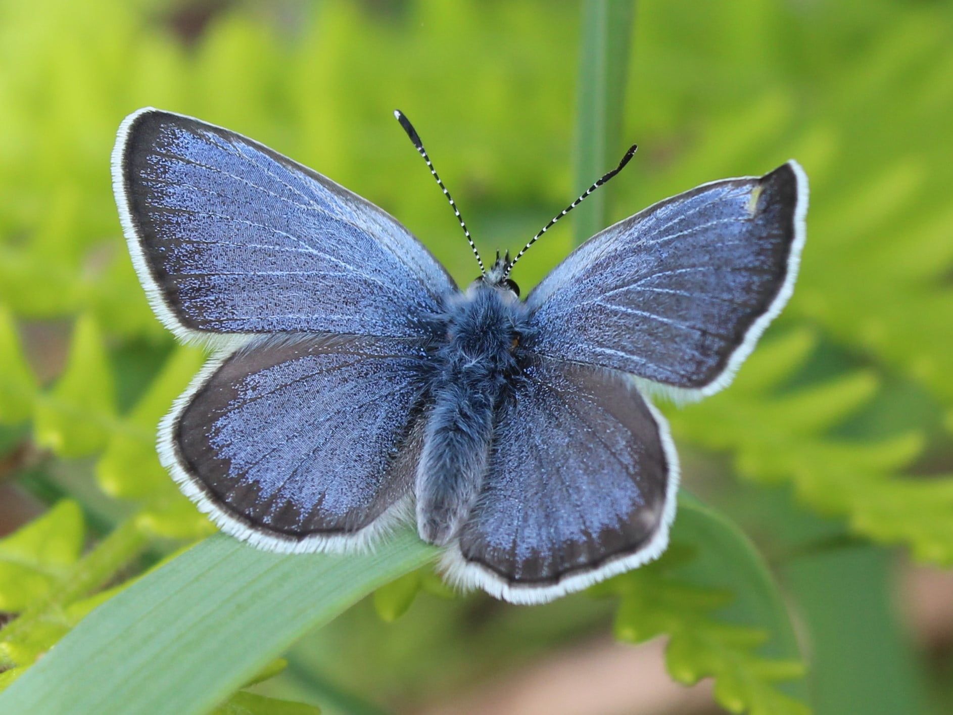 A blue butterfly resting on a green leaf