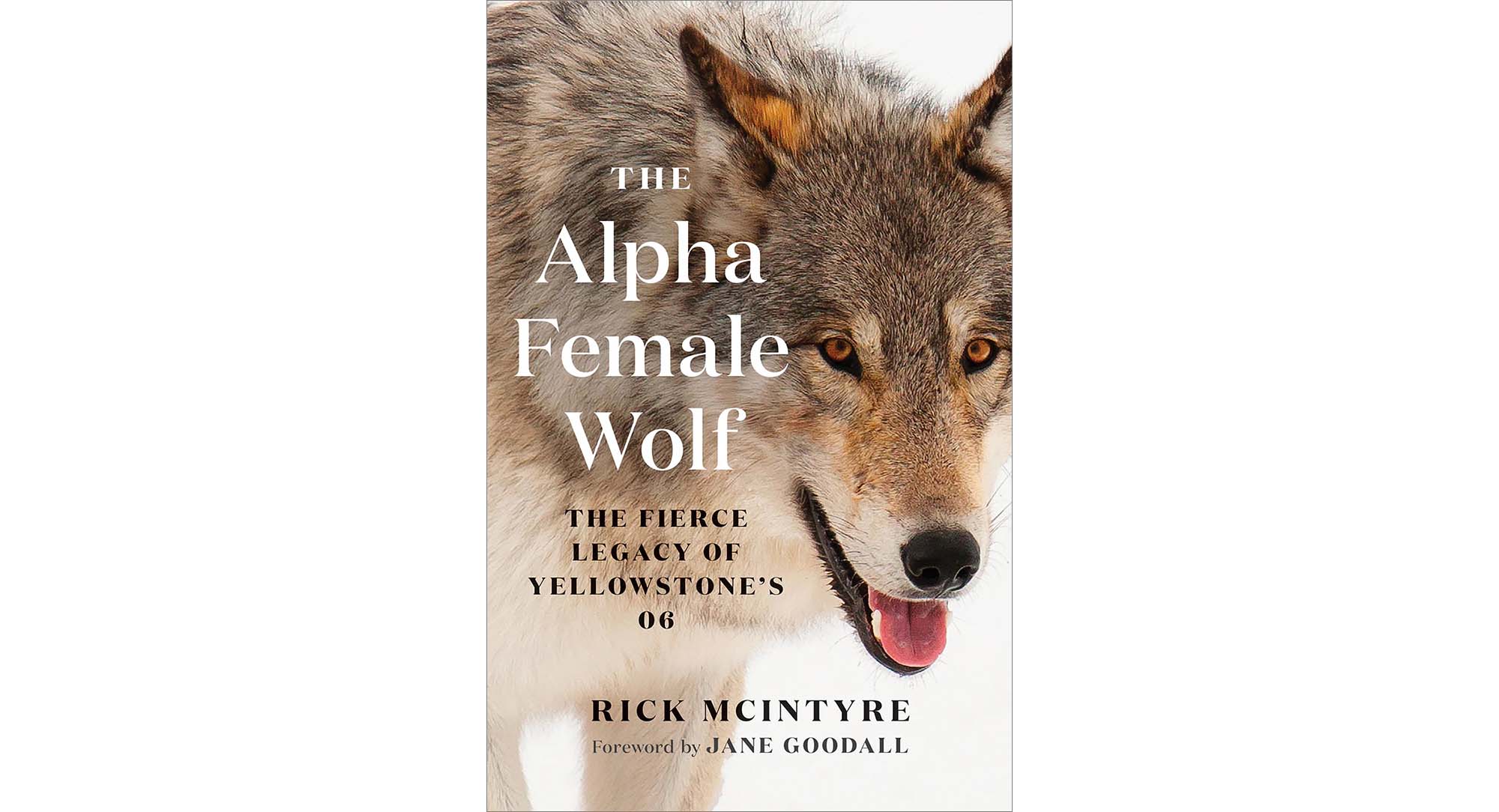 Cover of the book The Alpha Female Wolf by Rick McIntyre
