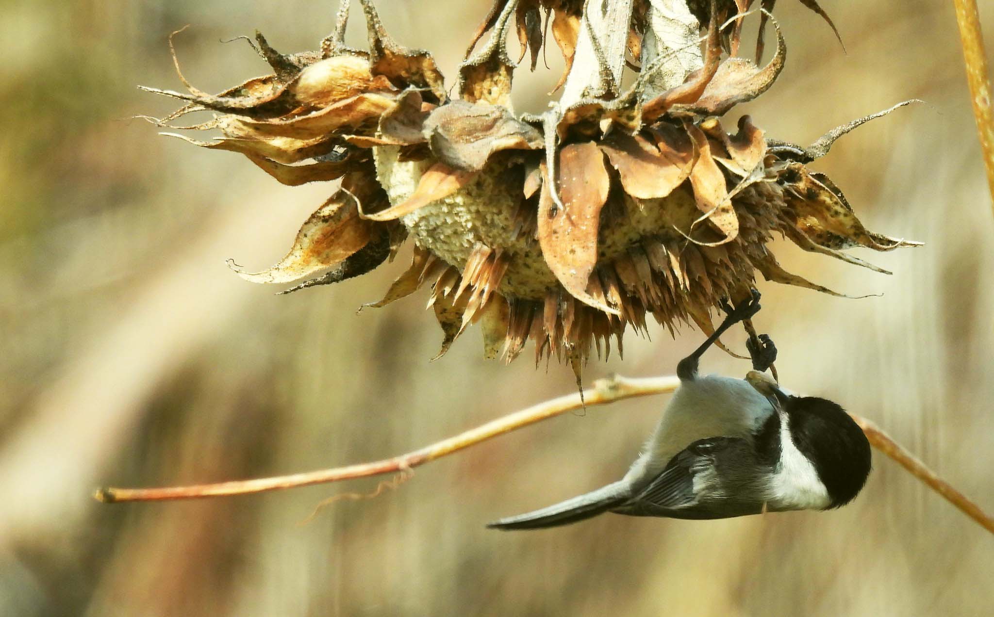 A black-capped chickadee feeding on a dried sunflower head.