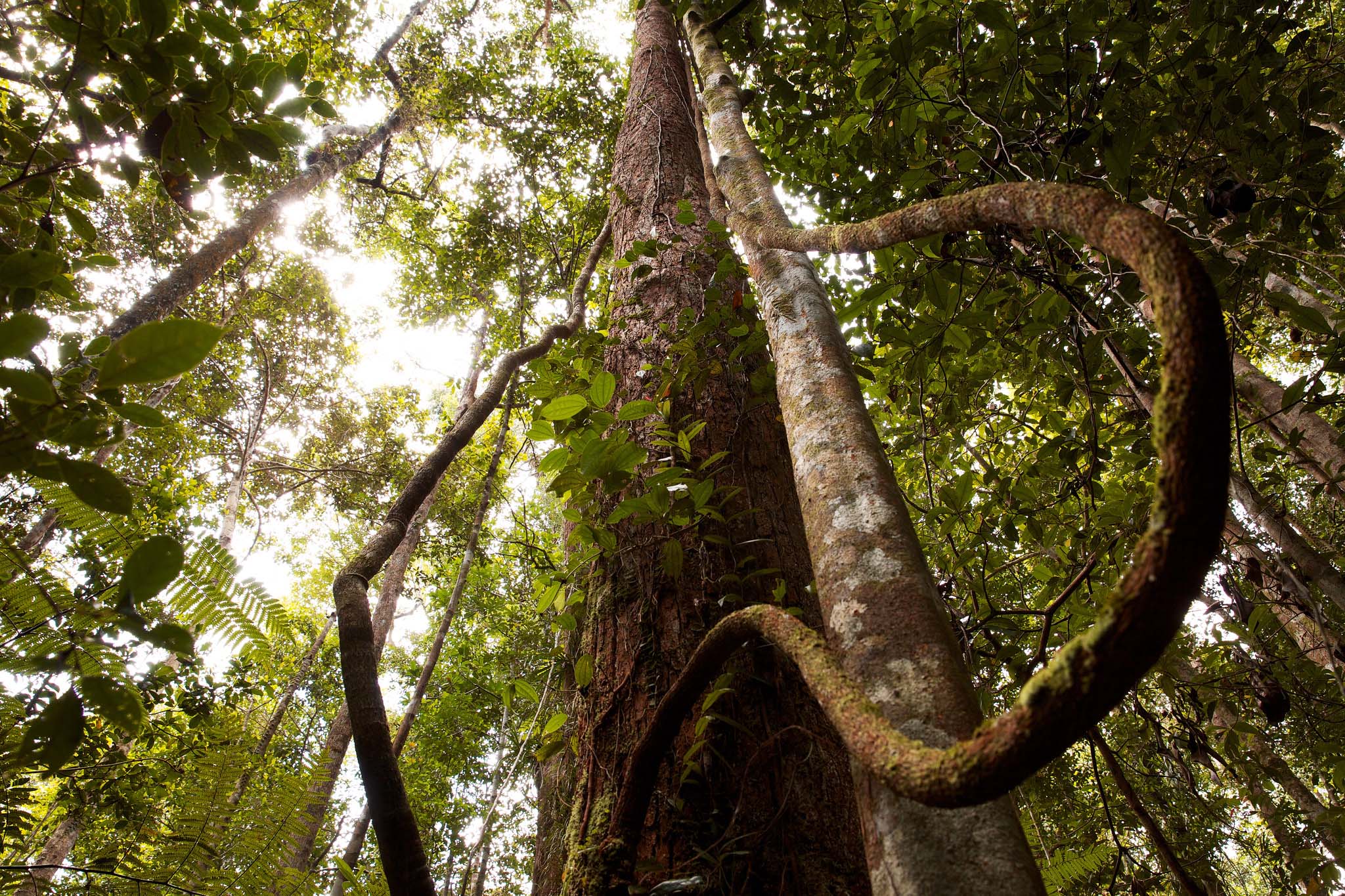 Looking up at a tall tree with vines and forest surrounding it, with bright sky above