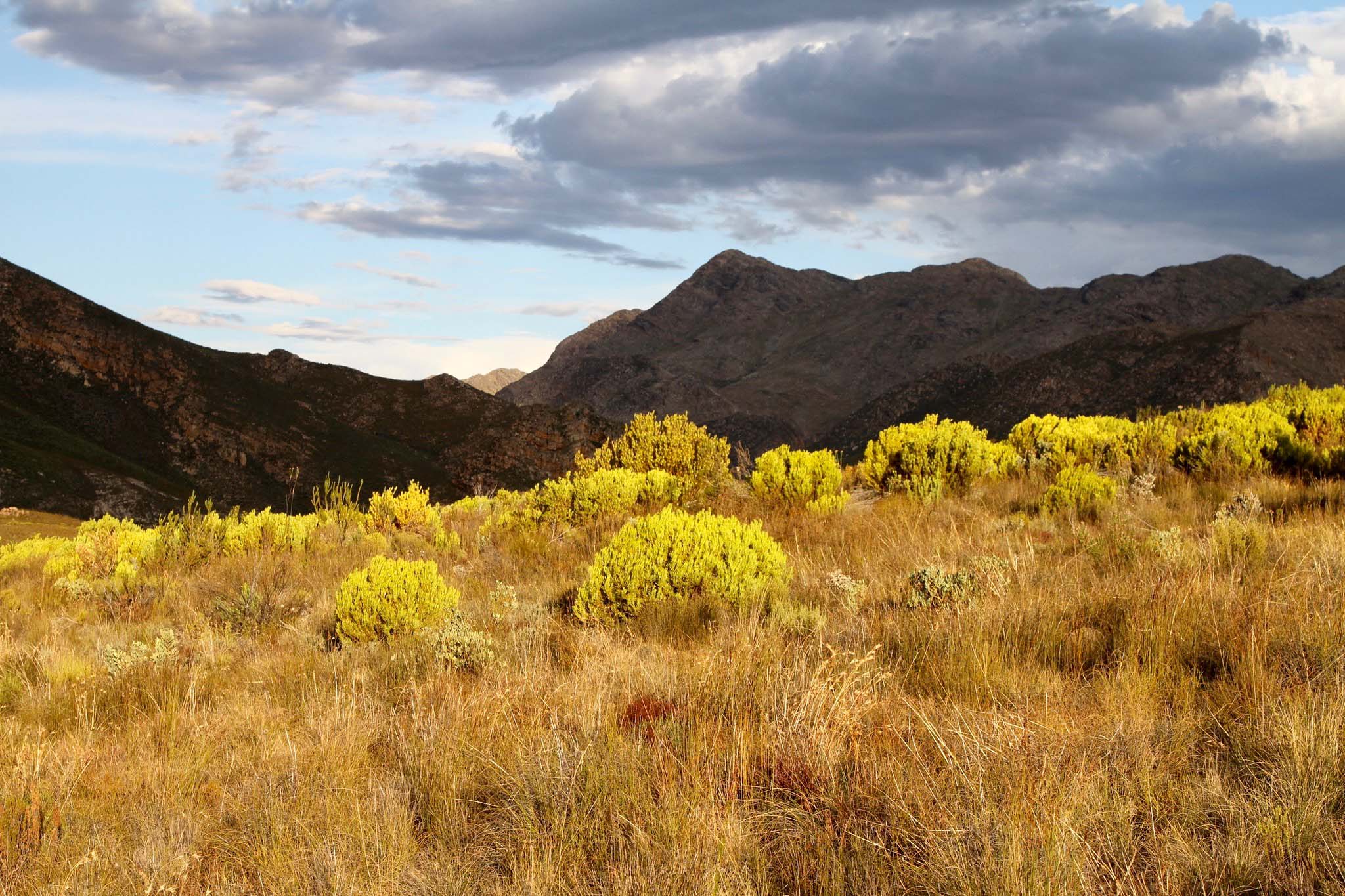 A golden grassland with rocky peaks in the background and cloud-studded sky