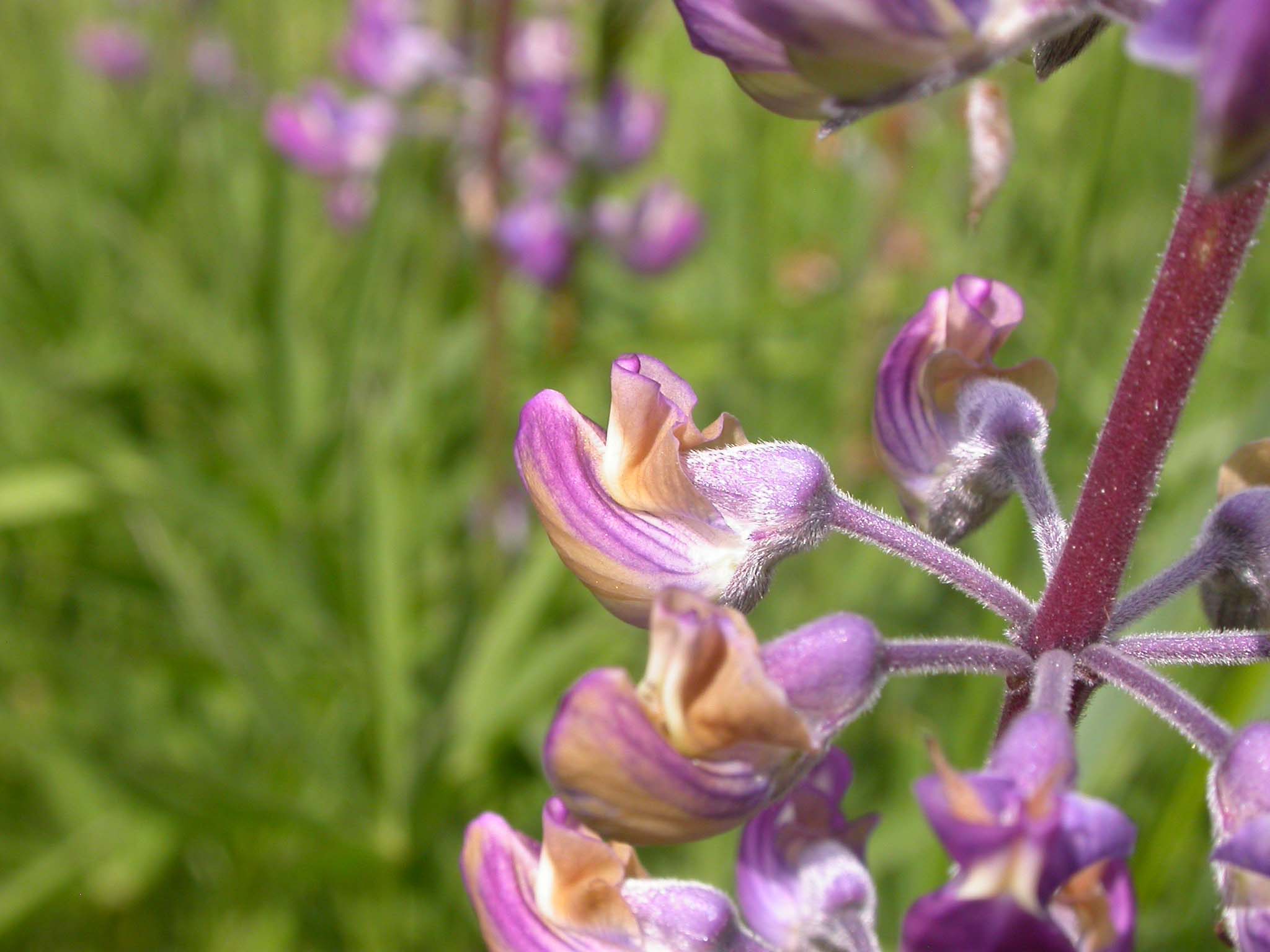 Close-up of purple-pink flowers