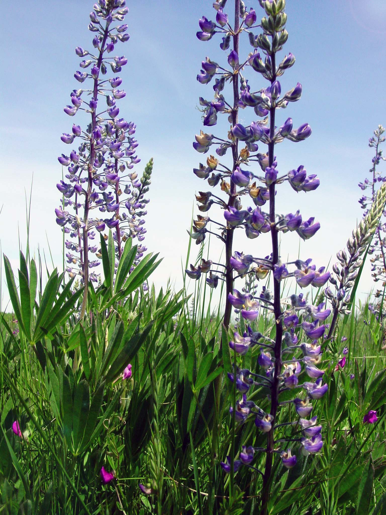 Purple flowers on spikes amidst grass and leaves