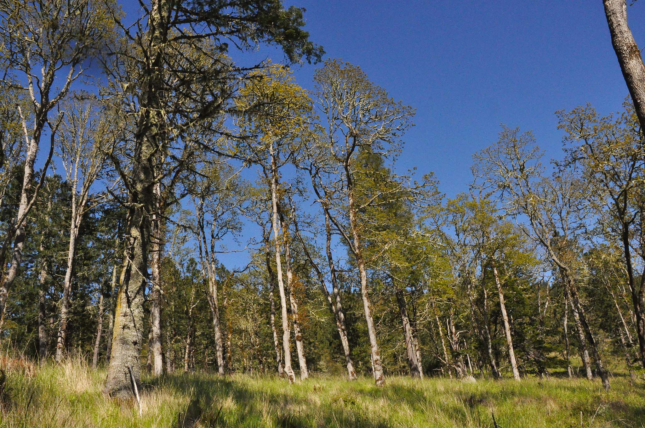 A group of trees with grass below