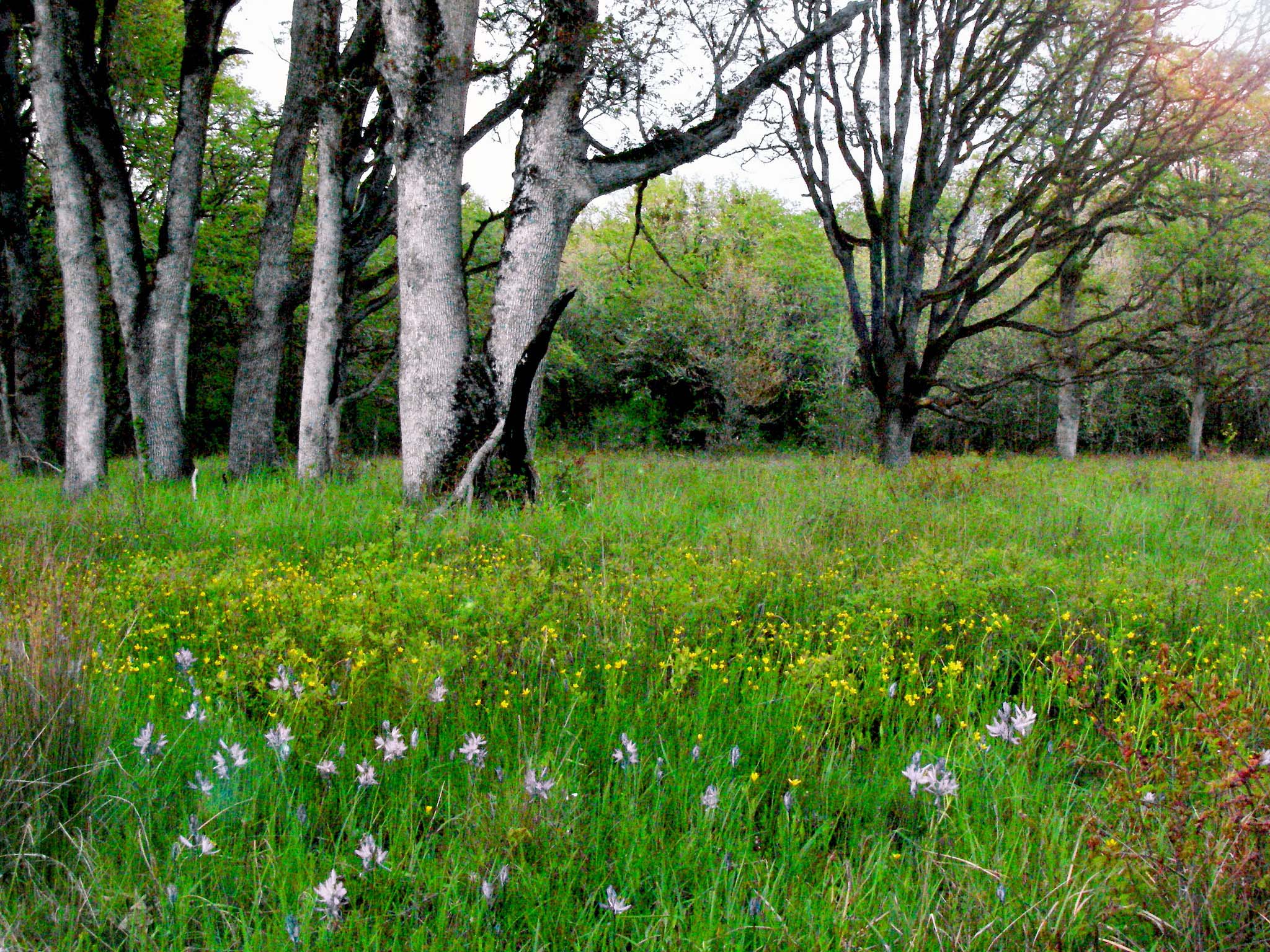 Trees and a wildflower meadow