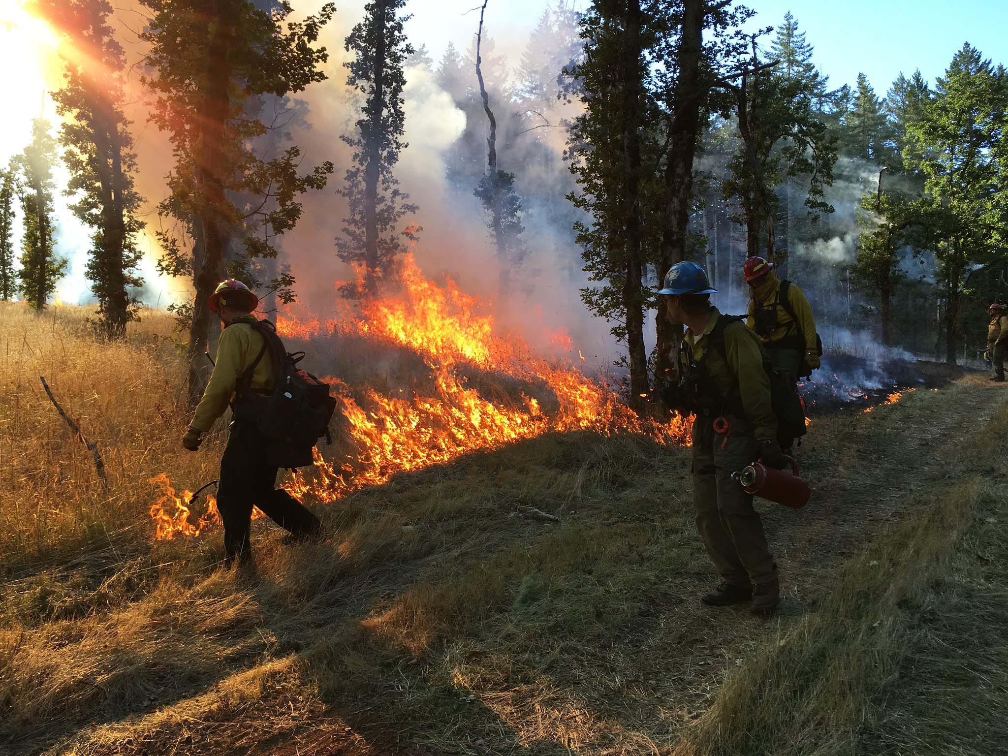 People wearing firefighting equipment watching grass burn amongst trees