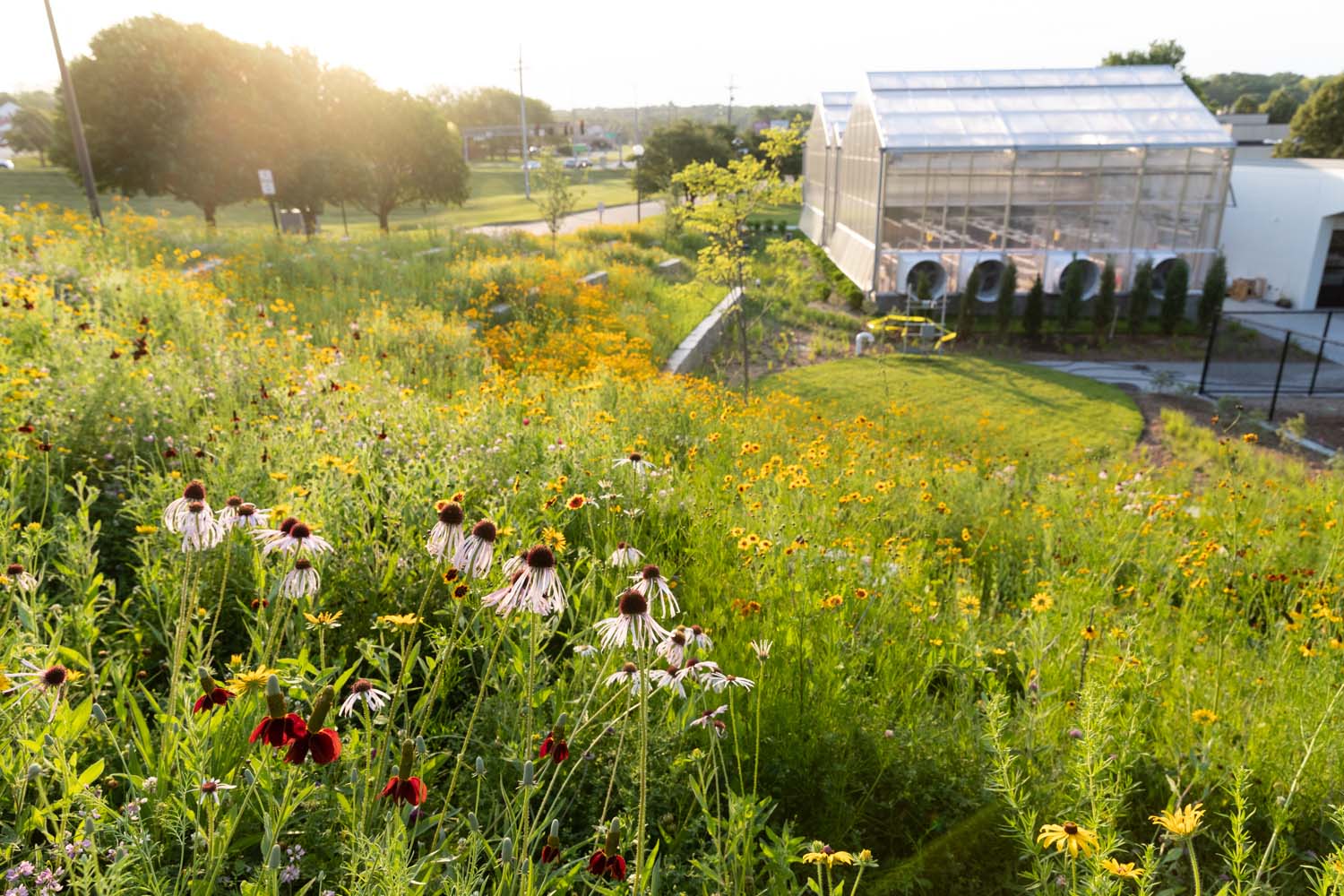A flower-filled prairie landscape with a building in the background