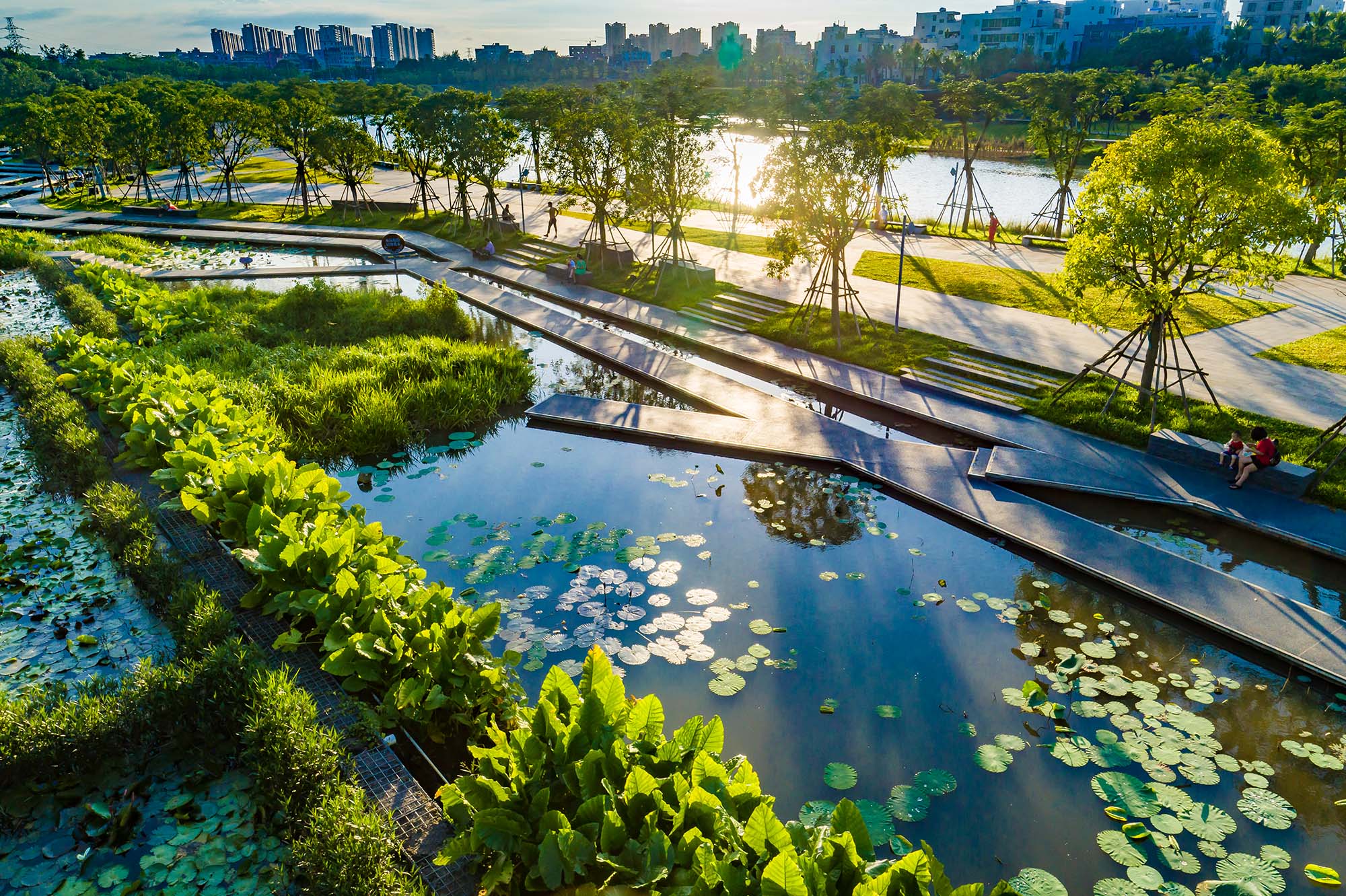 An urban wetland in bright sunlight