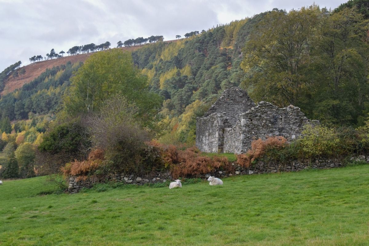 sheep in front of a fallen-down stone building and hillside