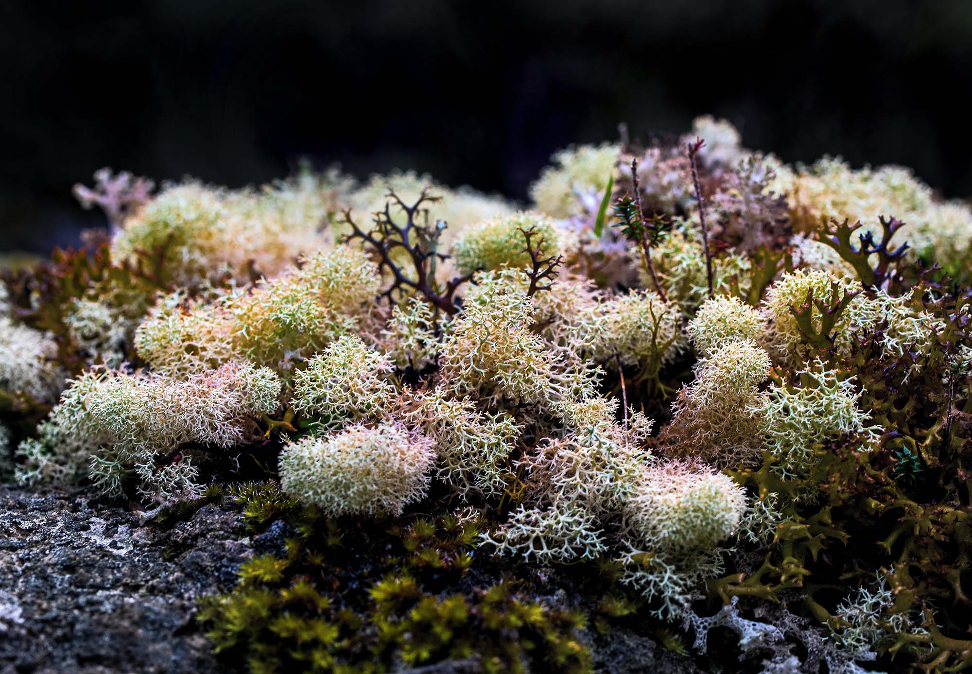 Close-up of lichens growing in colours of green, pink and mauve