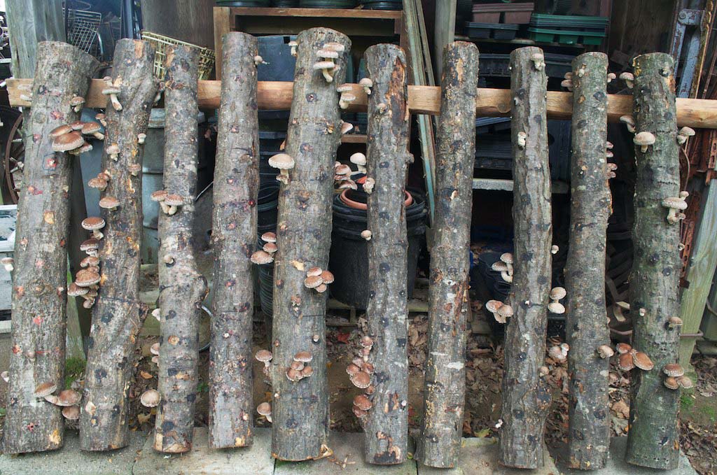 A row of logs leaning up against a fence, each with many mushrooms coming out its sides