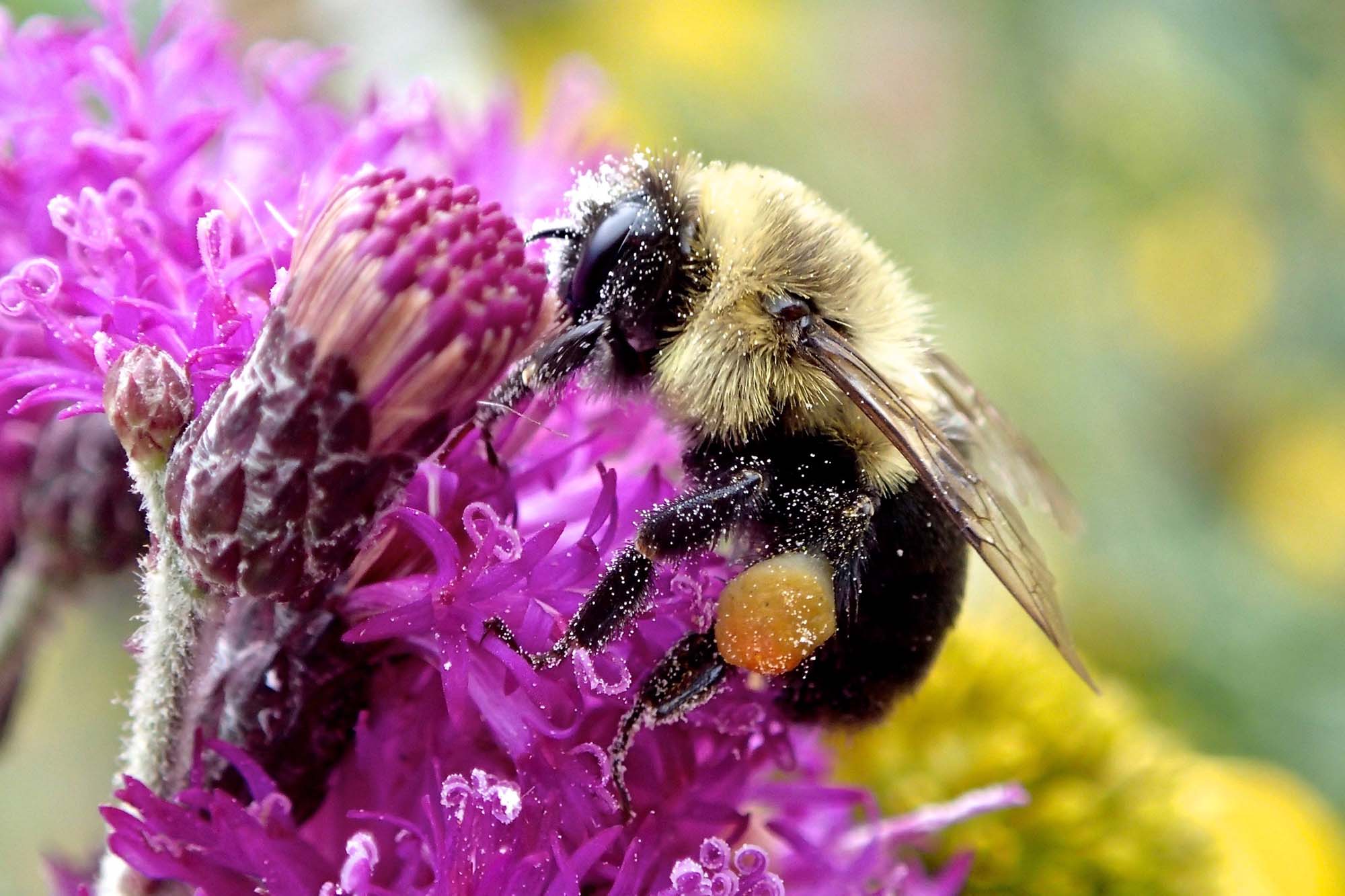 A bee foraging in a flower