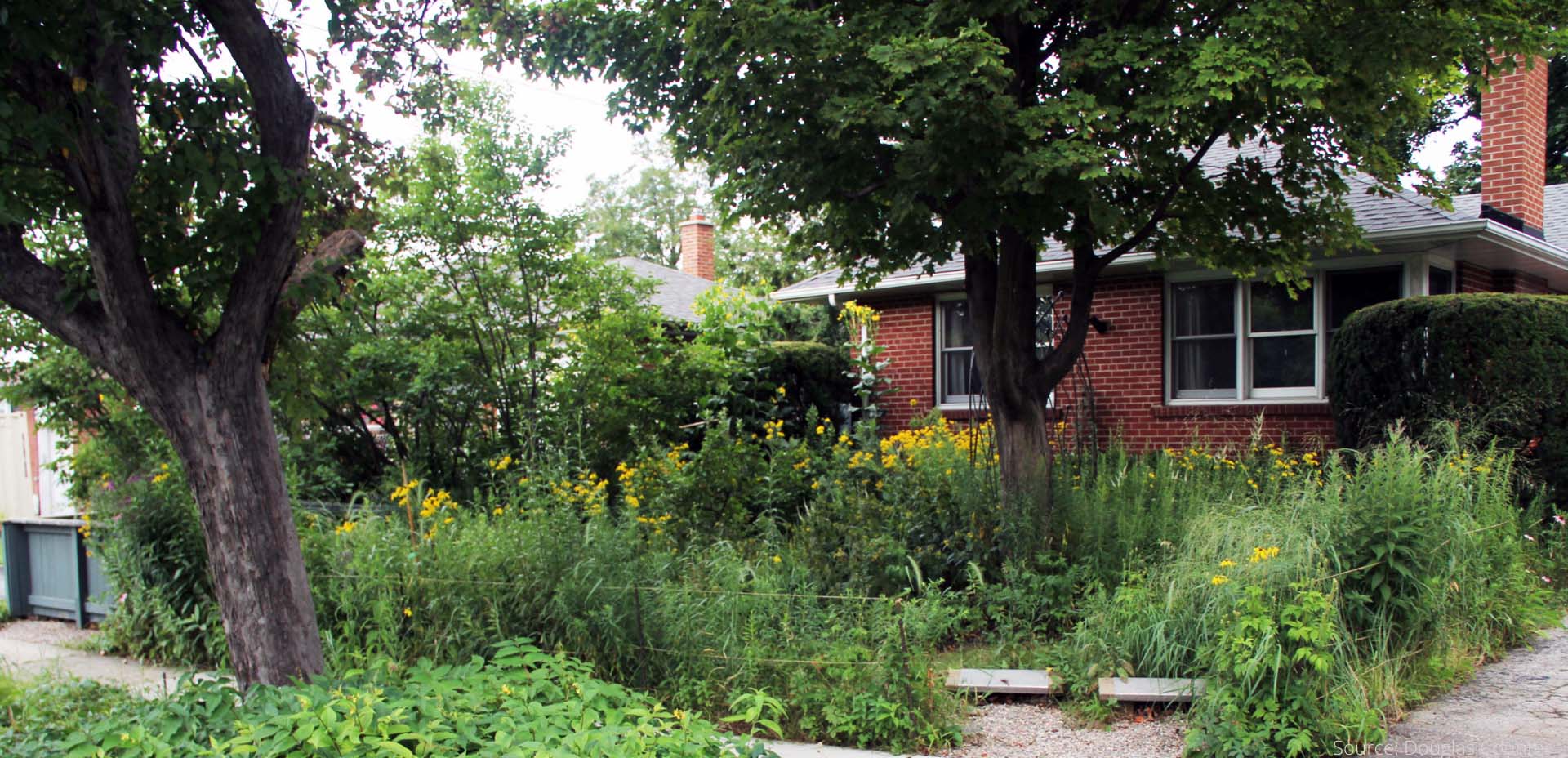 A red brick house with a front yard containing trees and thick plants