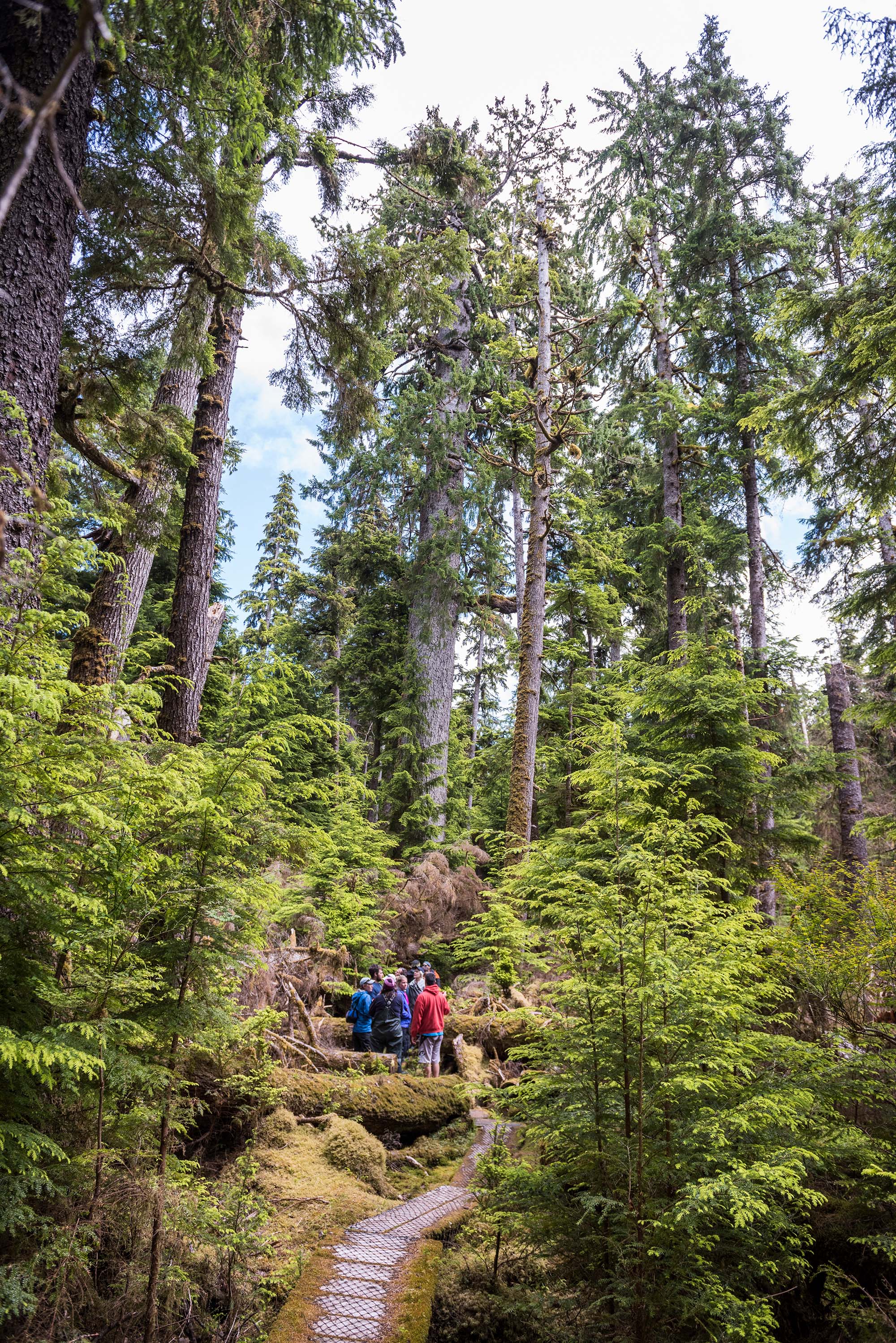 A group of people on a trail looking up at tall trees