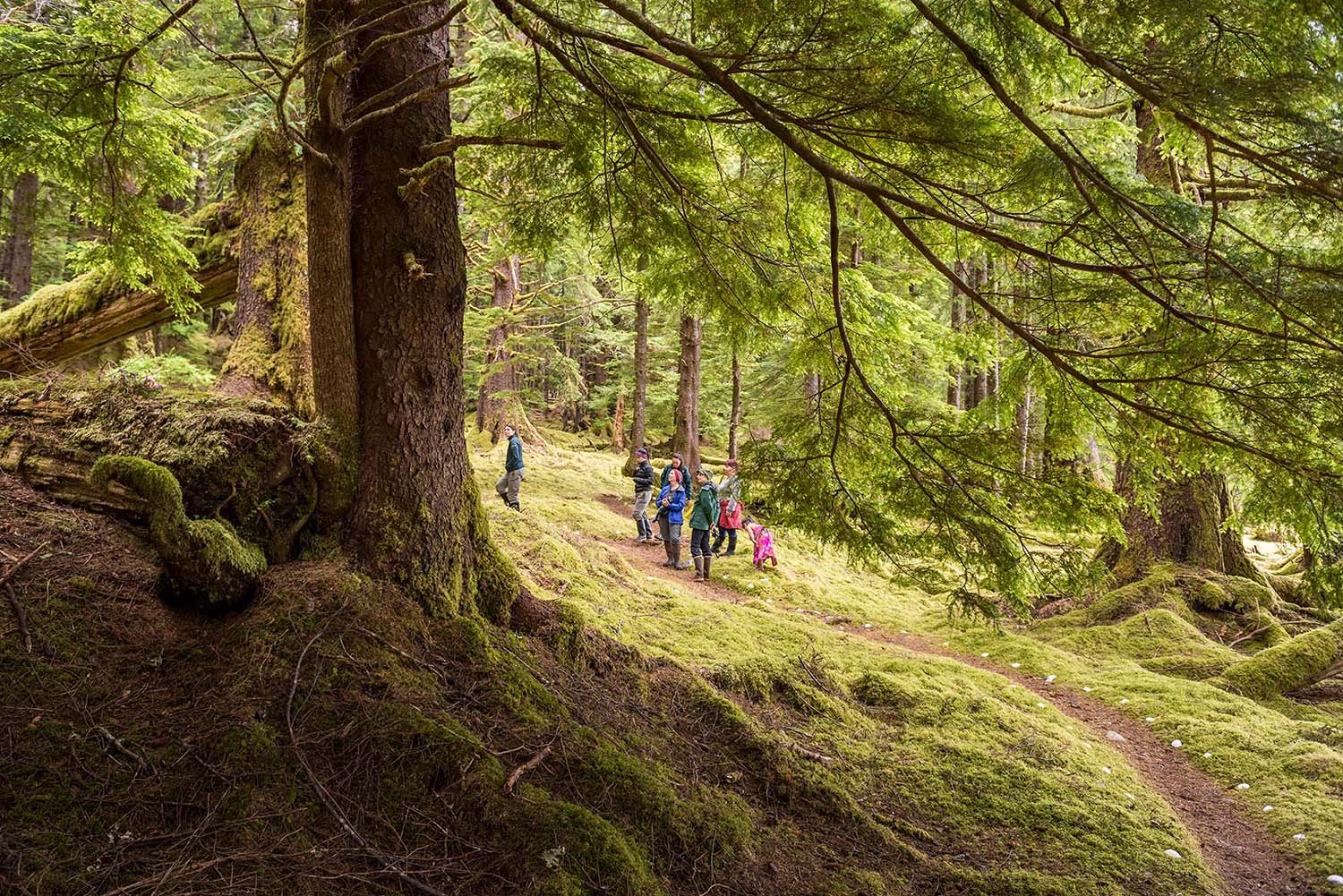 A group of people standing on a trail in a lush forest