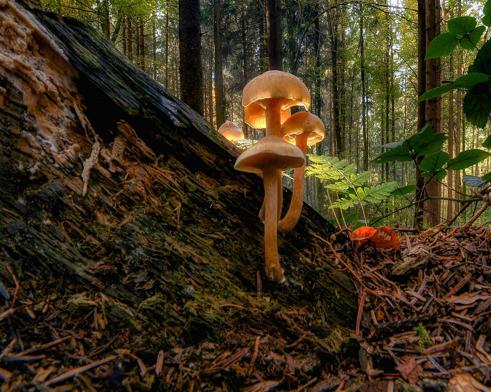 mushrooms growing out of a fallen log in a forest, lit up by sunlight