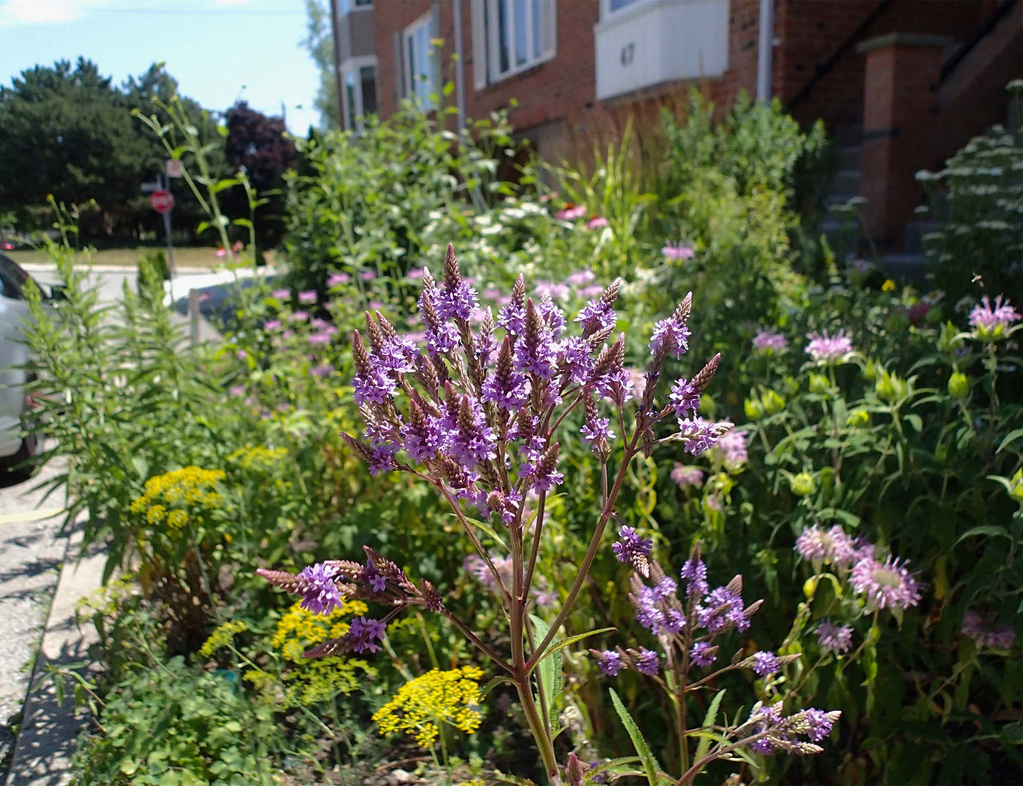 A purple flowering plant surrounded by other plants in an urban front yard