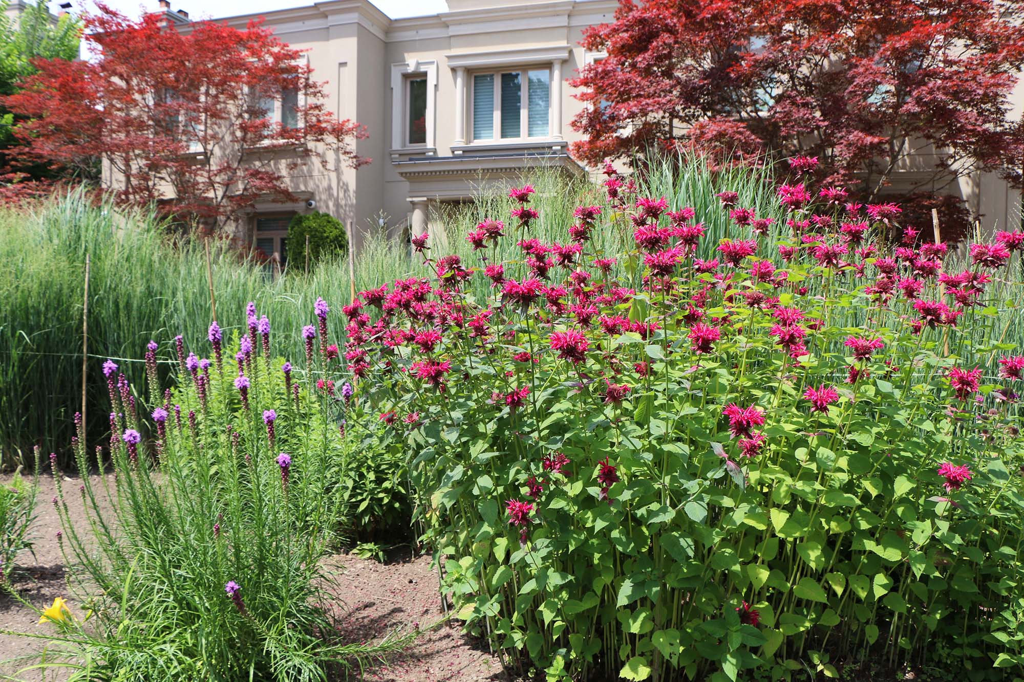 A beige house with two red-leaved trees, thick grasses and flowering plants in the front yard