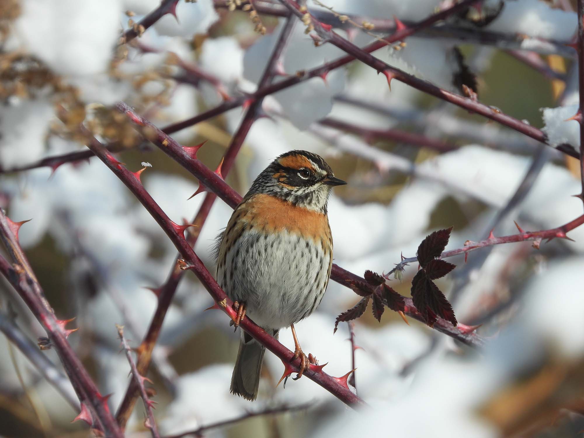 A bird resting on a reddish thorn-covered branch