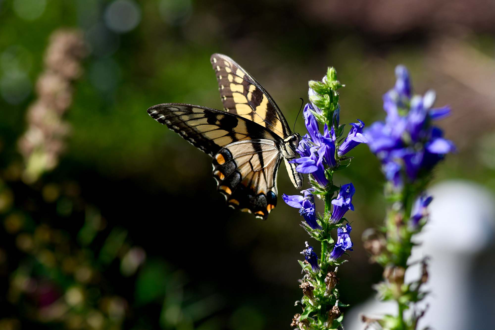 a butterfly resting on a plant and drinking from purple flowers