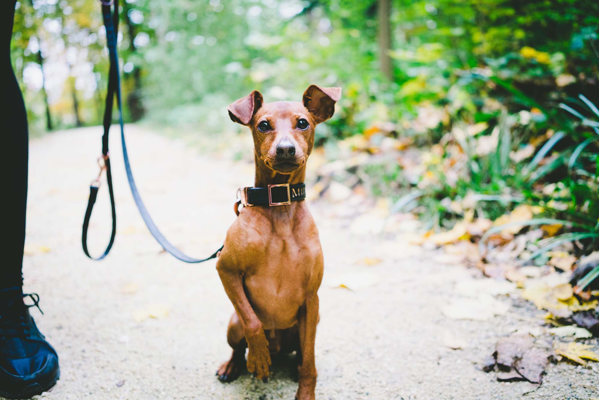 a dog on leash wearing a large collar on a gravel path surrounded by trees, with a person's leg visible