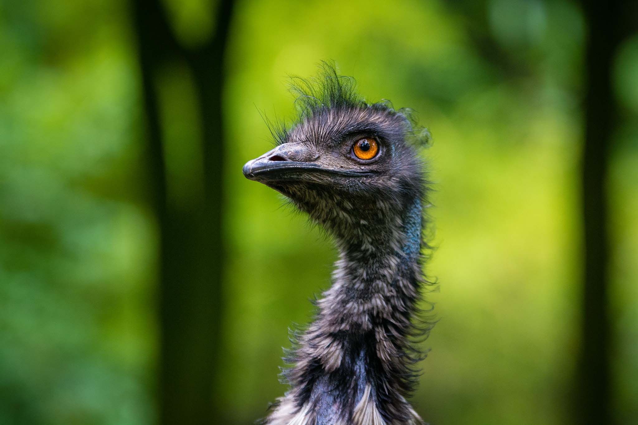 Close-up of an emu head and neck on a blurry green background