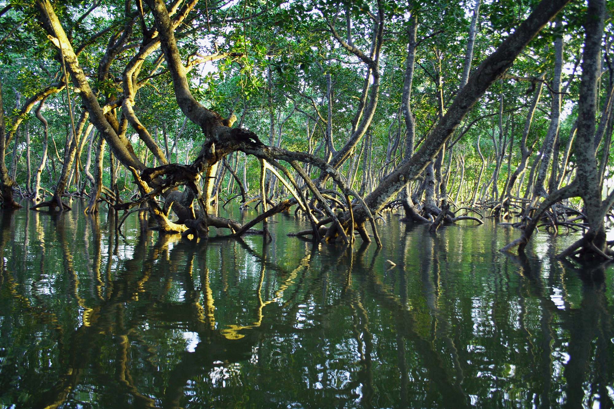 A mangrove forest with water below
