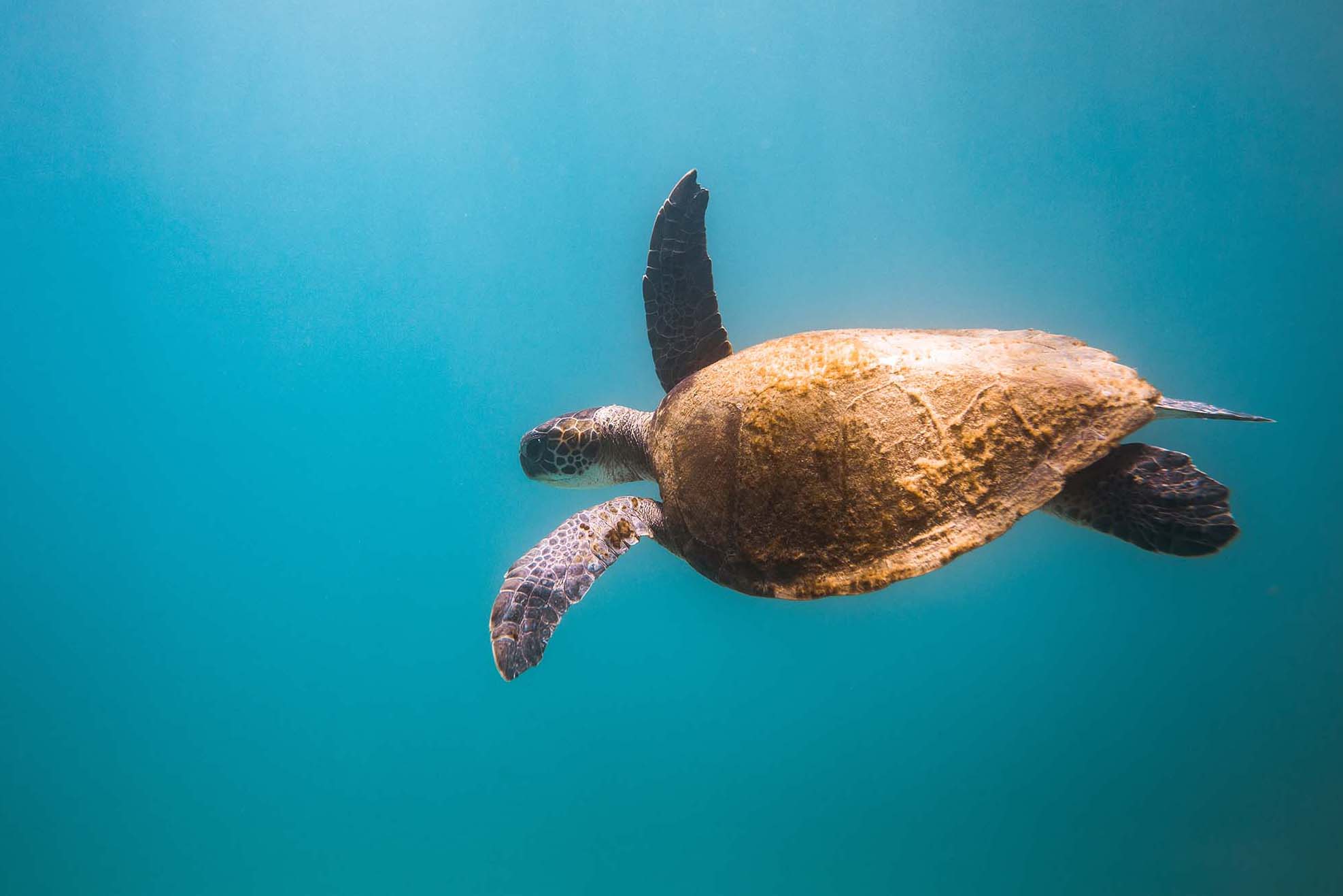 A sea turtle swimming on a light-infused teal blue background