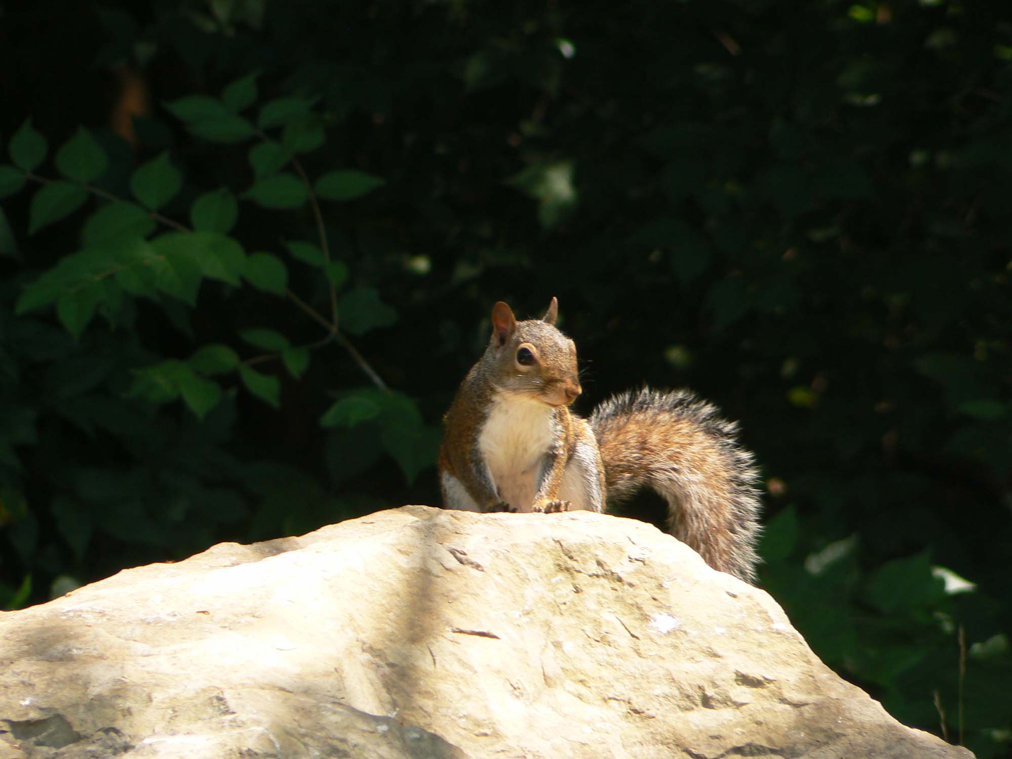 A brownish squirrel with white belly standing on a rock, with trees behind