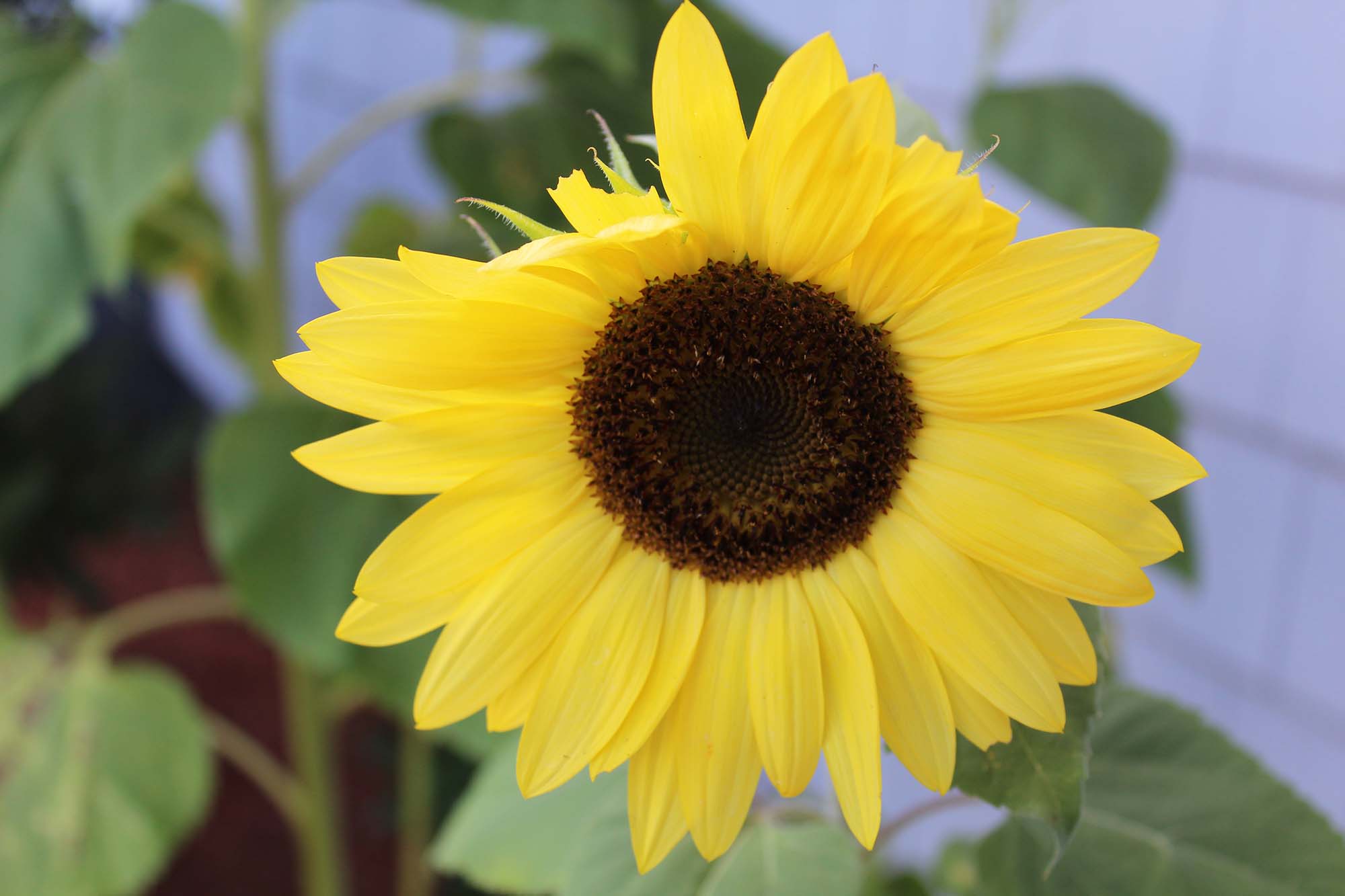 Close-up of a yellow sunflower with an out-of-focus background