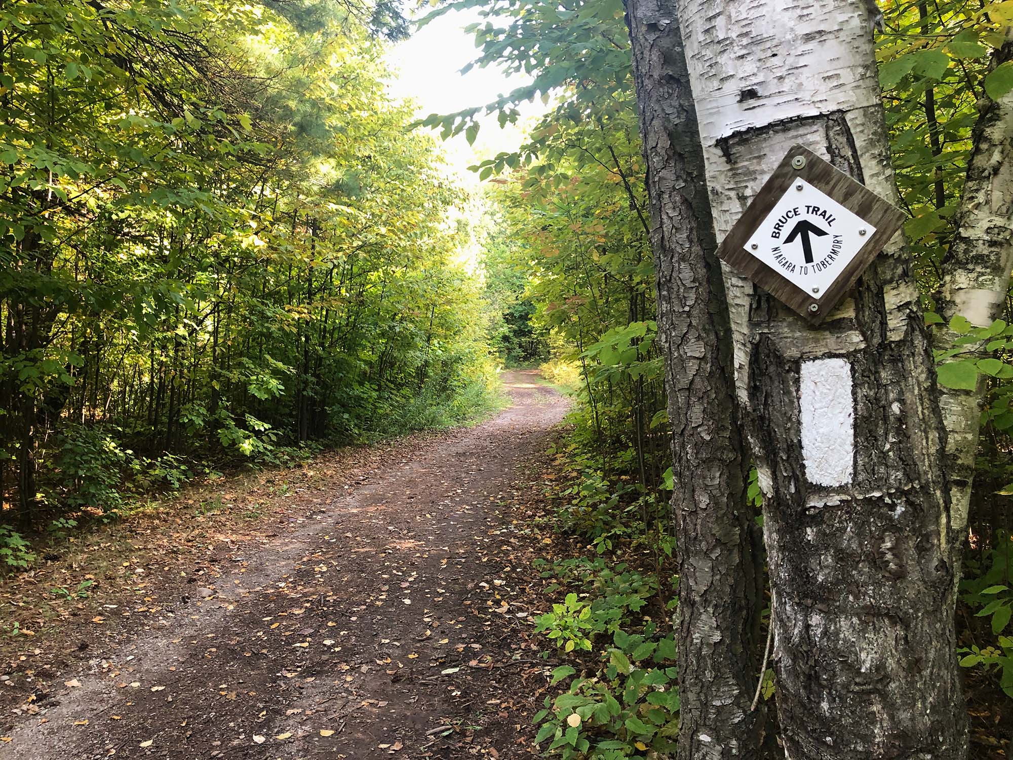 A trail through the forest with a Bruce Trail marker pointing the way