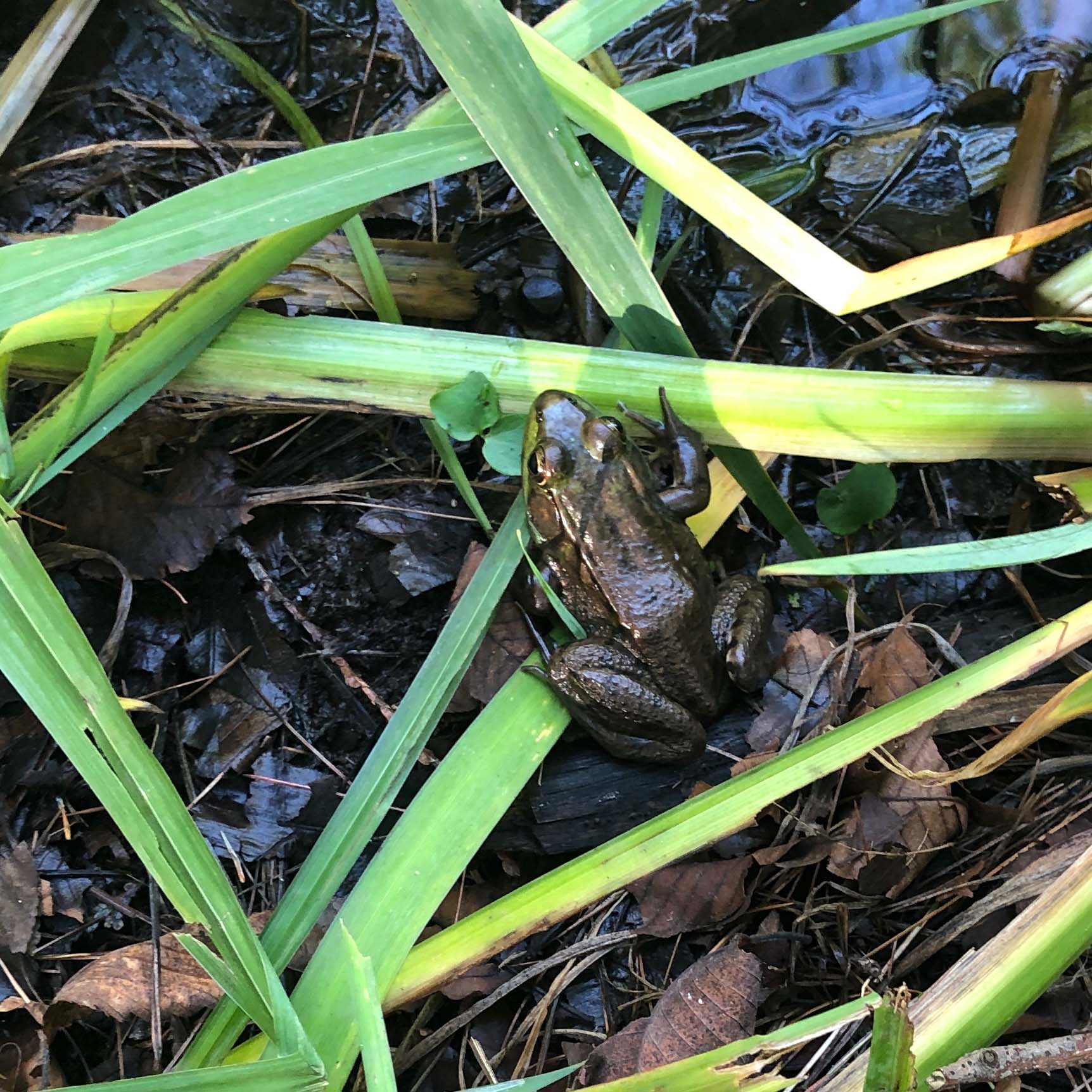 A greenish brown frog shot from above, sitting on wet ground and leaves